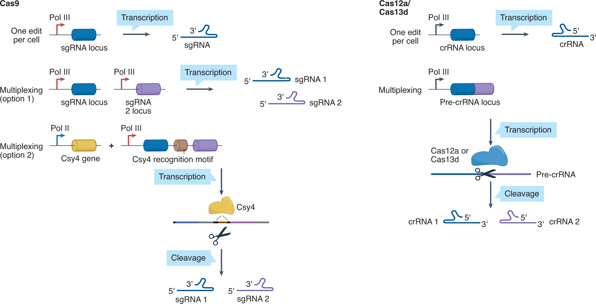 Fig. 3: Engineered CRISPR systems for inducing one or more perturbations per cell.
