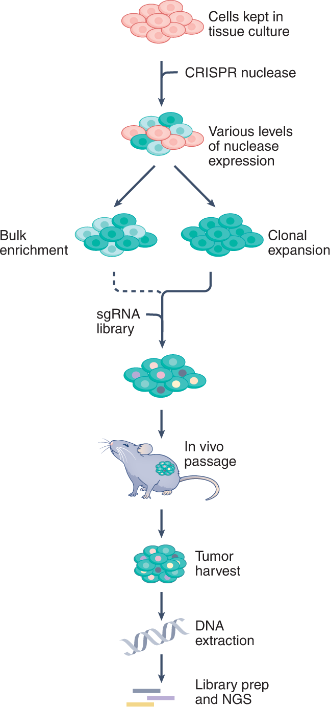 Fig. 4: Stages of a transplantation-based CRISPR in vivo screen.