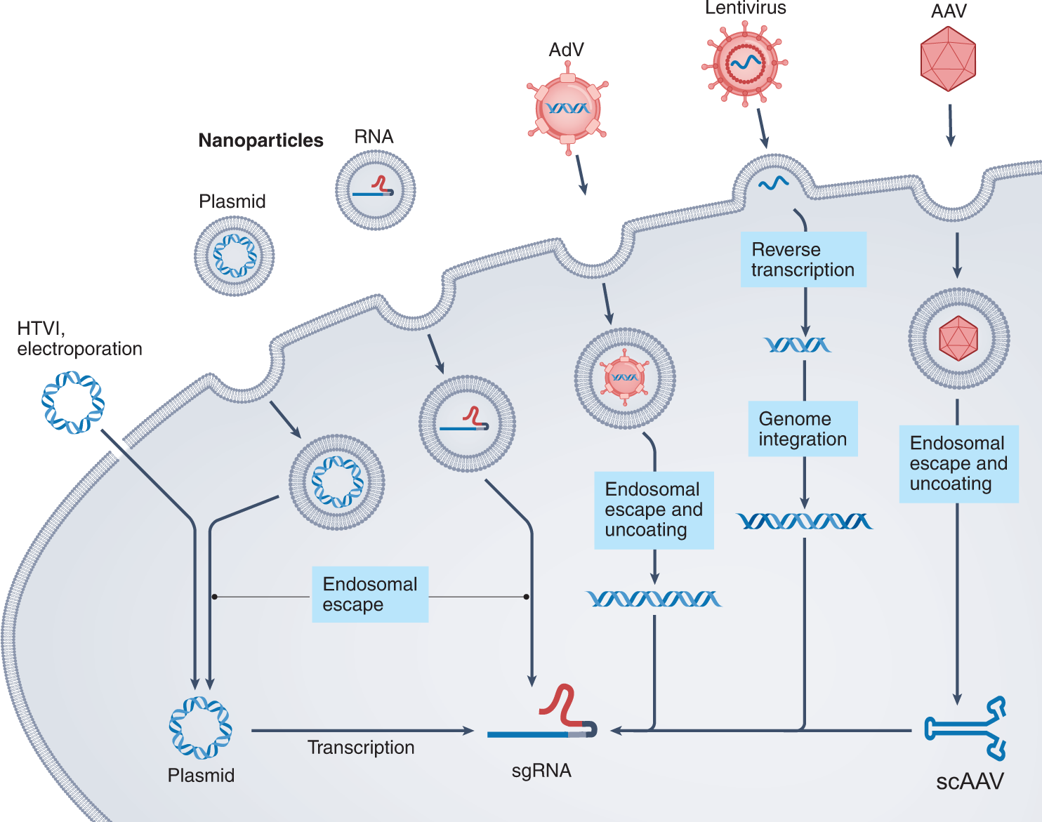 Fig. 6: Systems for the delivery of CRISPR components into living tissues.