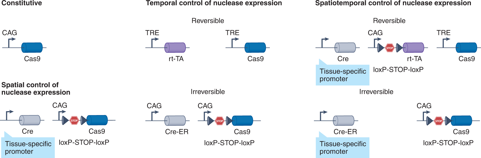 Fig. 7: Spatial and temporal control of CRISPR activity in direct in vivo screens.