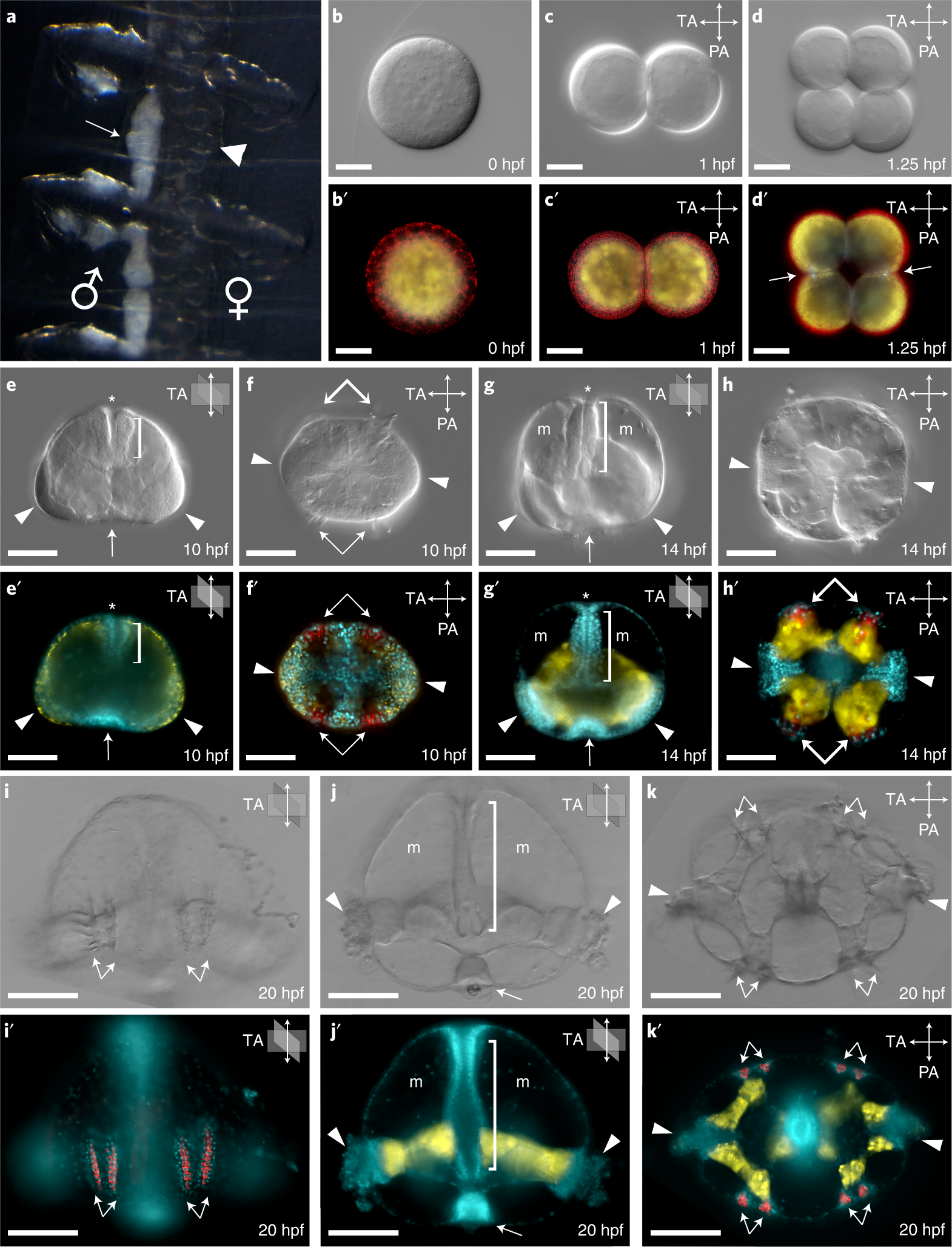 Fig. 3: Mnemiopsis leidyi embryogenesis.