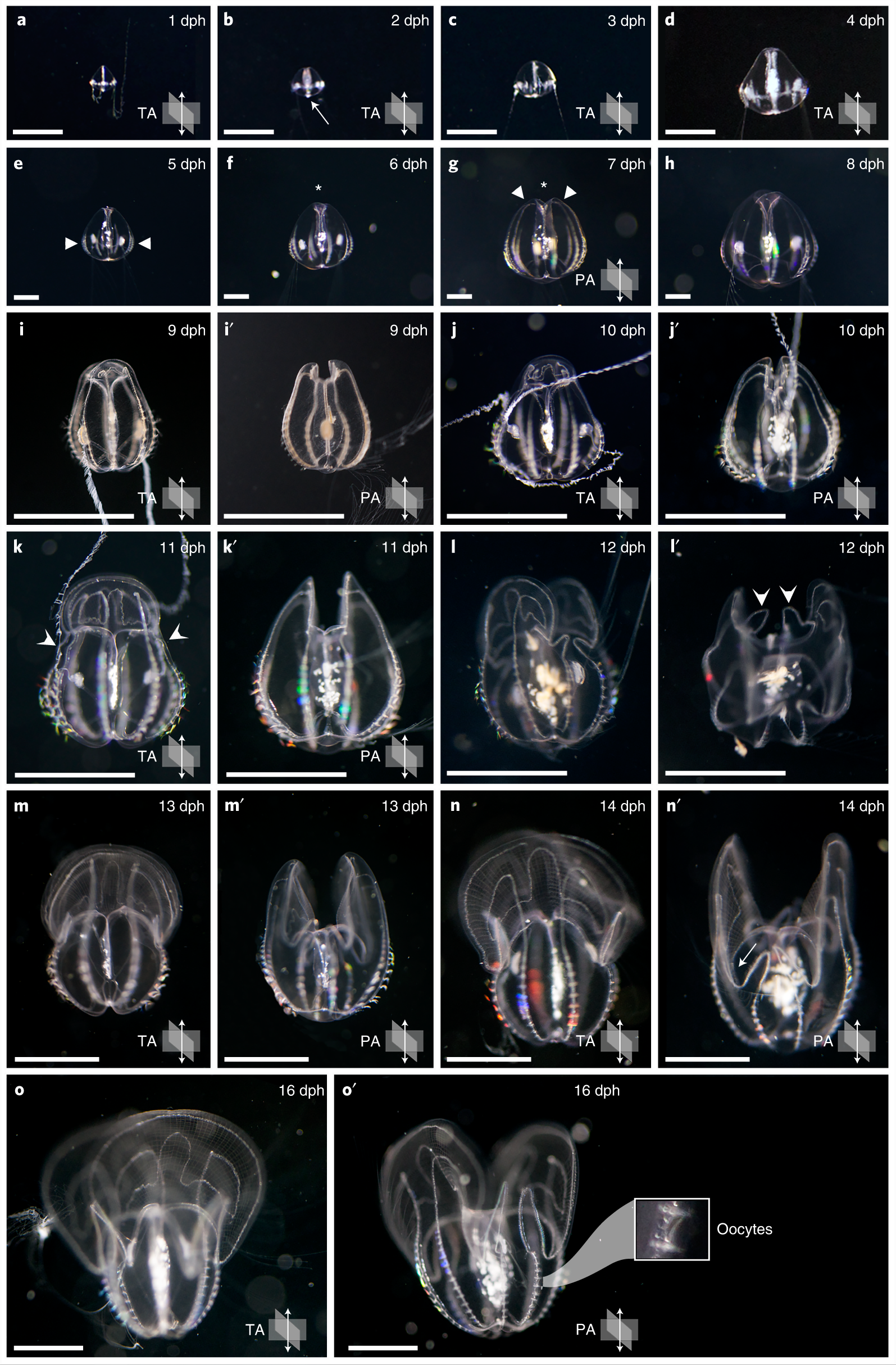Fig. 4: Stages of post-hatching development in Mnemiopsis leidyi.