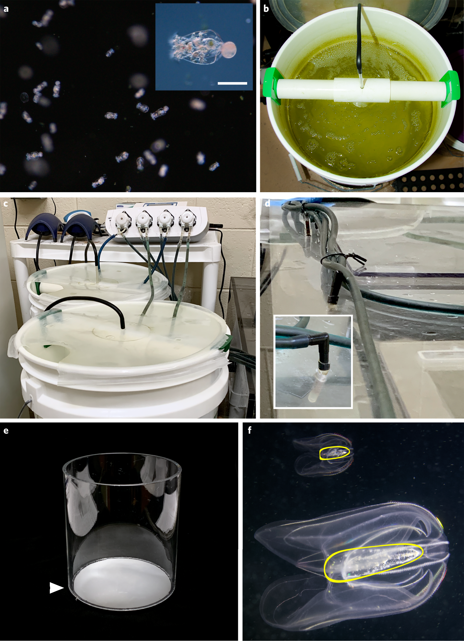Fig. 5: Equipment used for maintaining Brachionus plicatilis rotifer cultures.