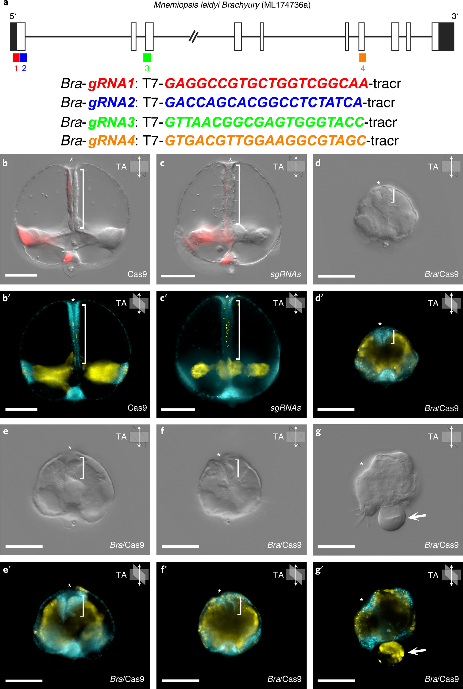 Fig. 7: Pharynx formation is disrupted in Mnemiopsis leidyi by Bra sgRNA/Cas9 microinjection.