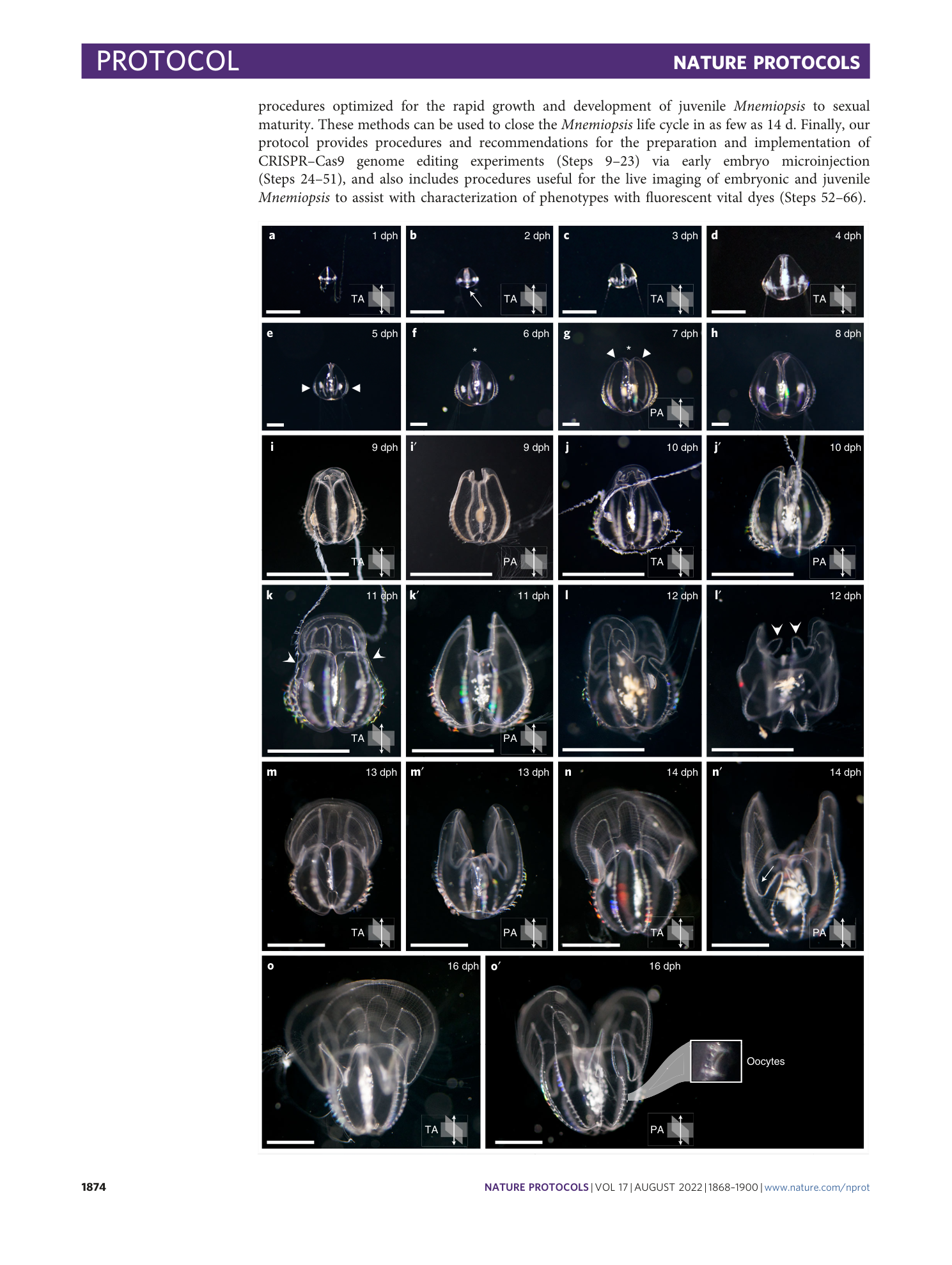 page-7