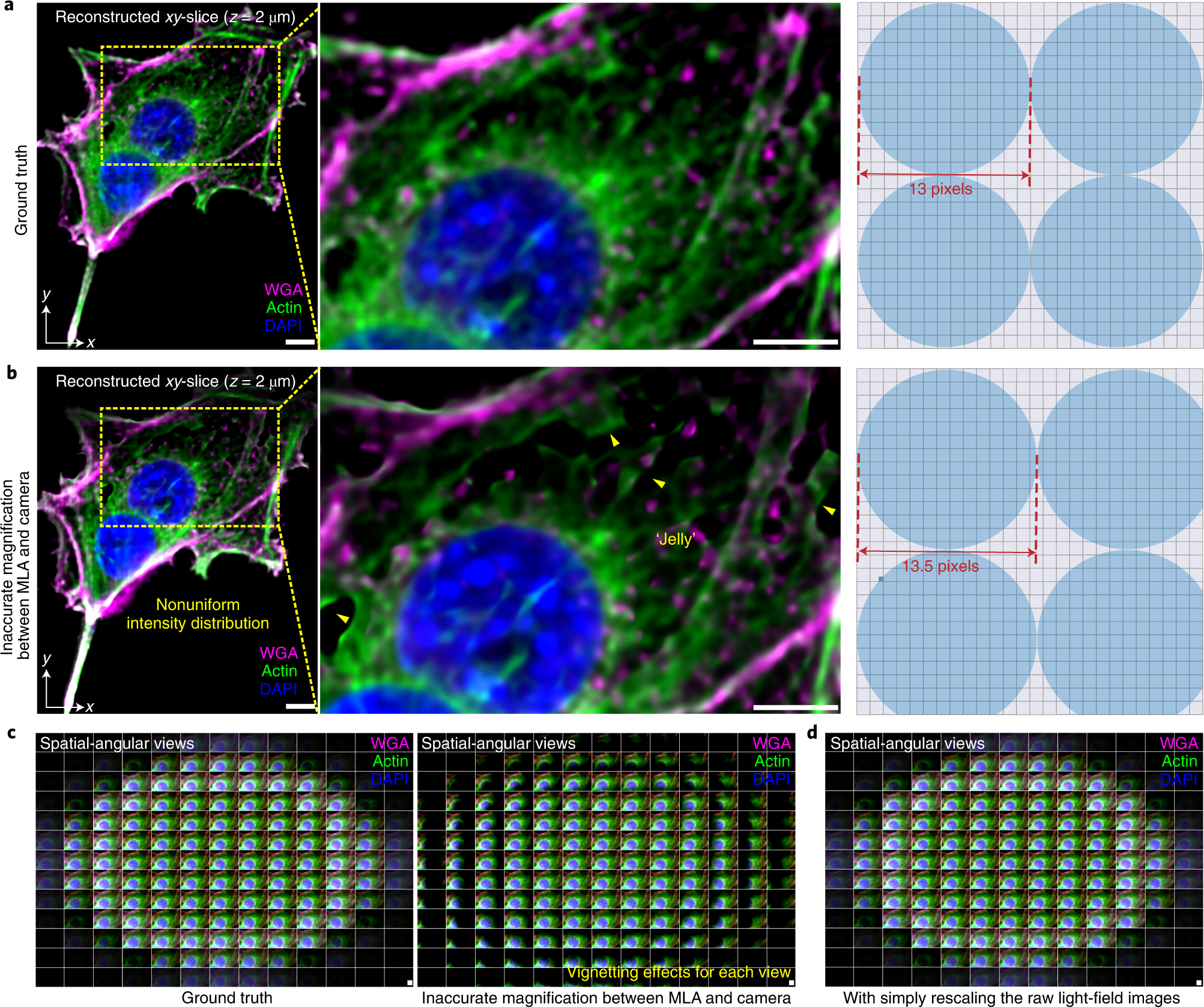 Fig. 6: Artefacts caused by inaccurate magnification of the relay system between the MLA and the camera.