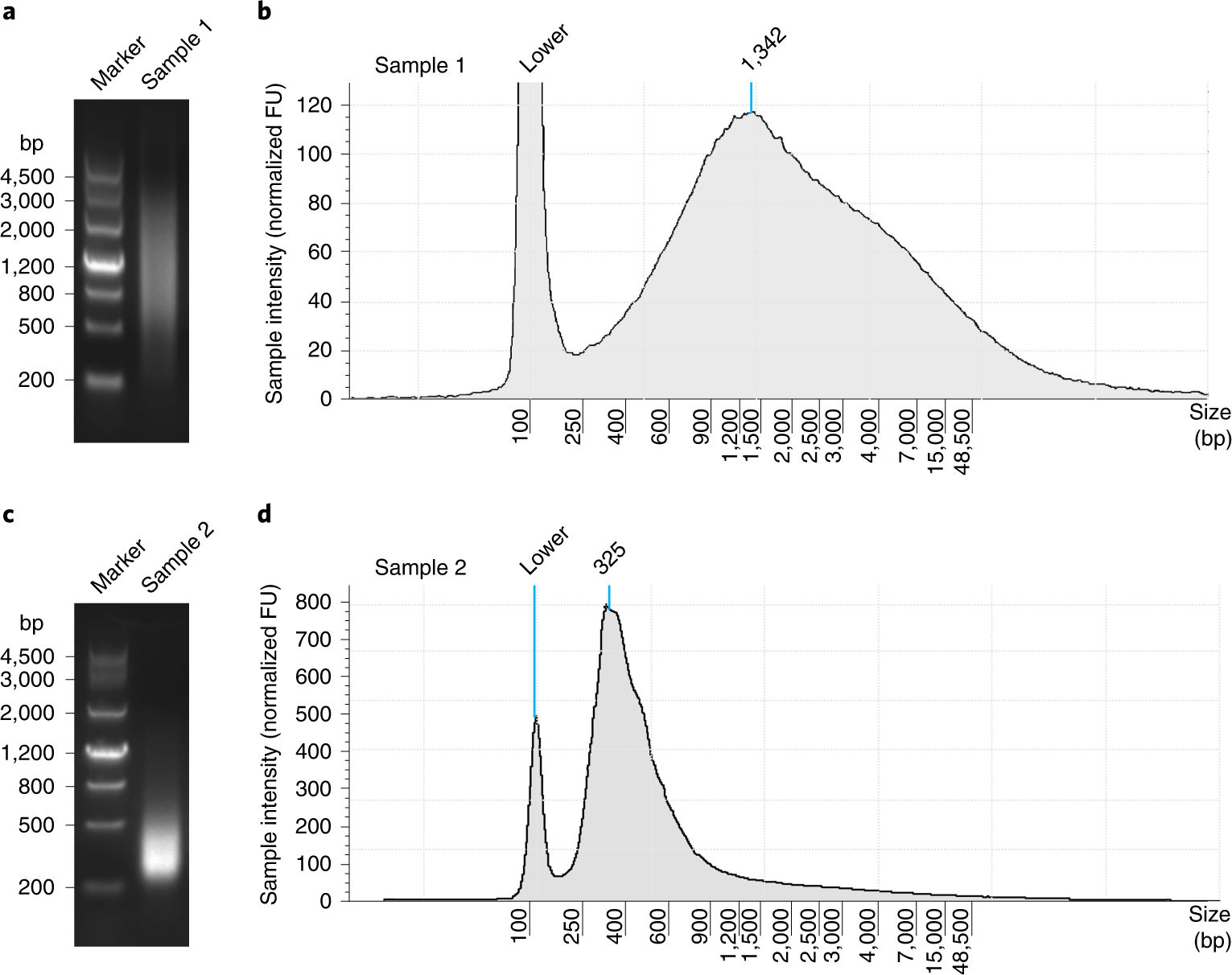 Fig. 5: Size distribution of PAIso-seq double-stranded cDNA.