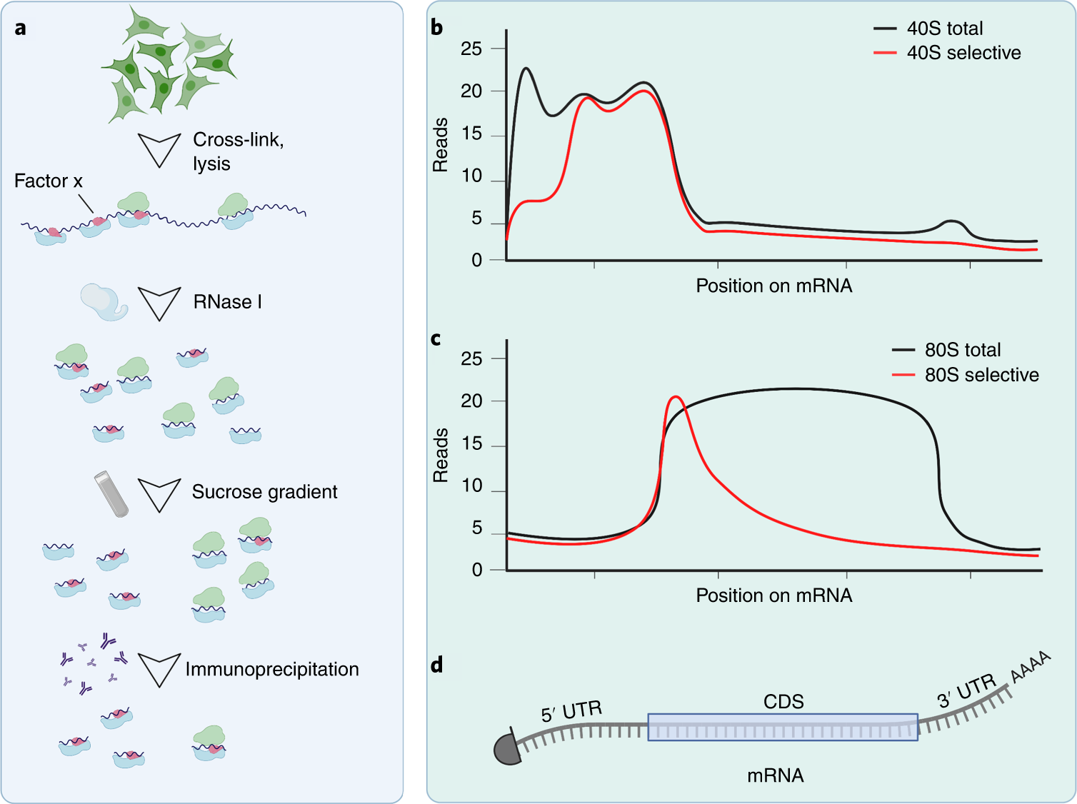Fig. 1: Schematic experimental workflow and expected results of selective footprinting of 40S and 80S ribosome subpopulations (Sel-TCP-seq).