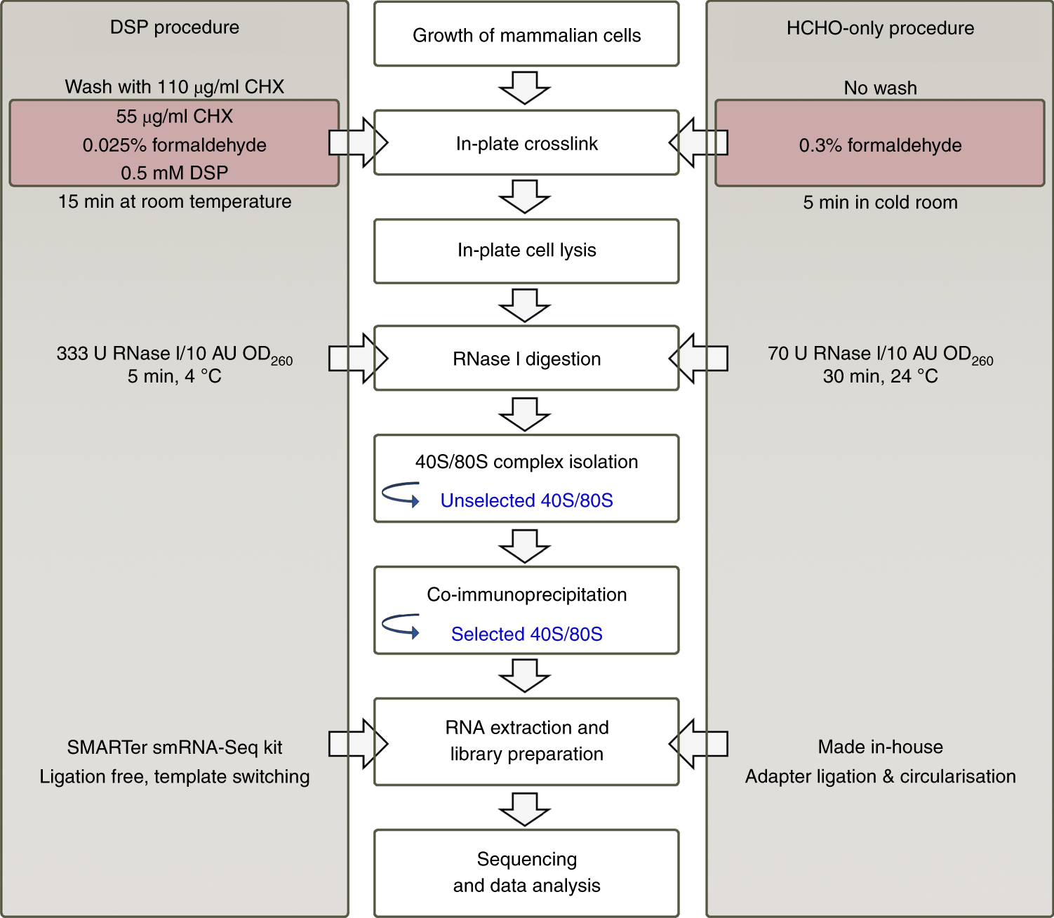 Fig. 2: Experimental workflow for cultured mammalian cells highlighting the main differences between the DSP and the HCHO-only procedures.