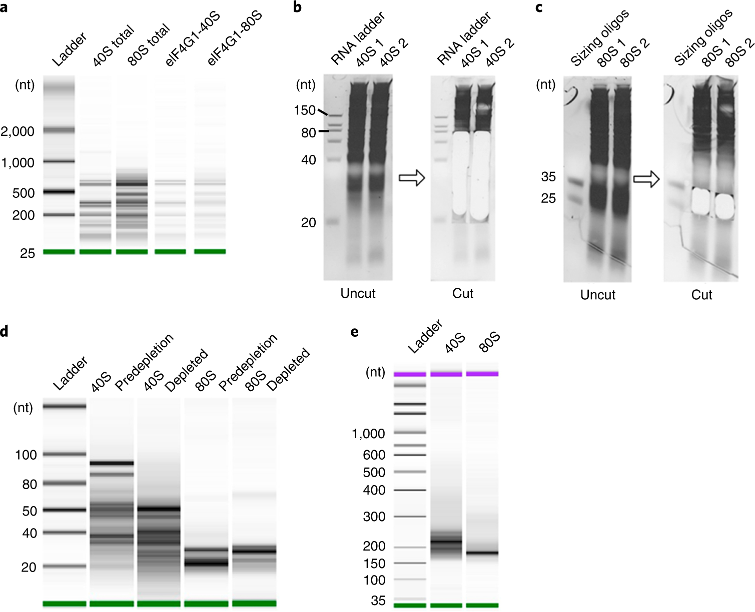 Fig. 4: Representative gels of intermediate steps of the DSP procedure.