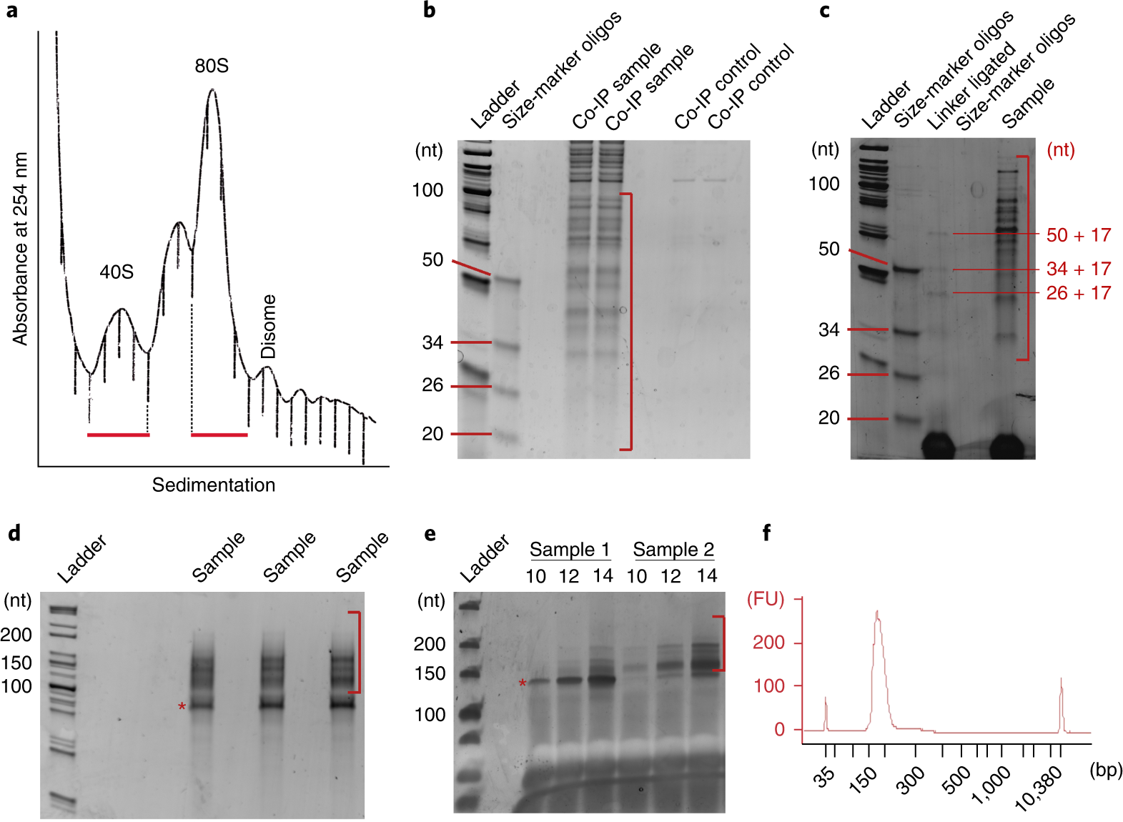 Fig. 5: Representative gels of intermediate steps of the HCHO-only procedure in HEK293T cells.