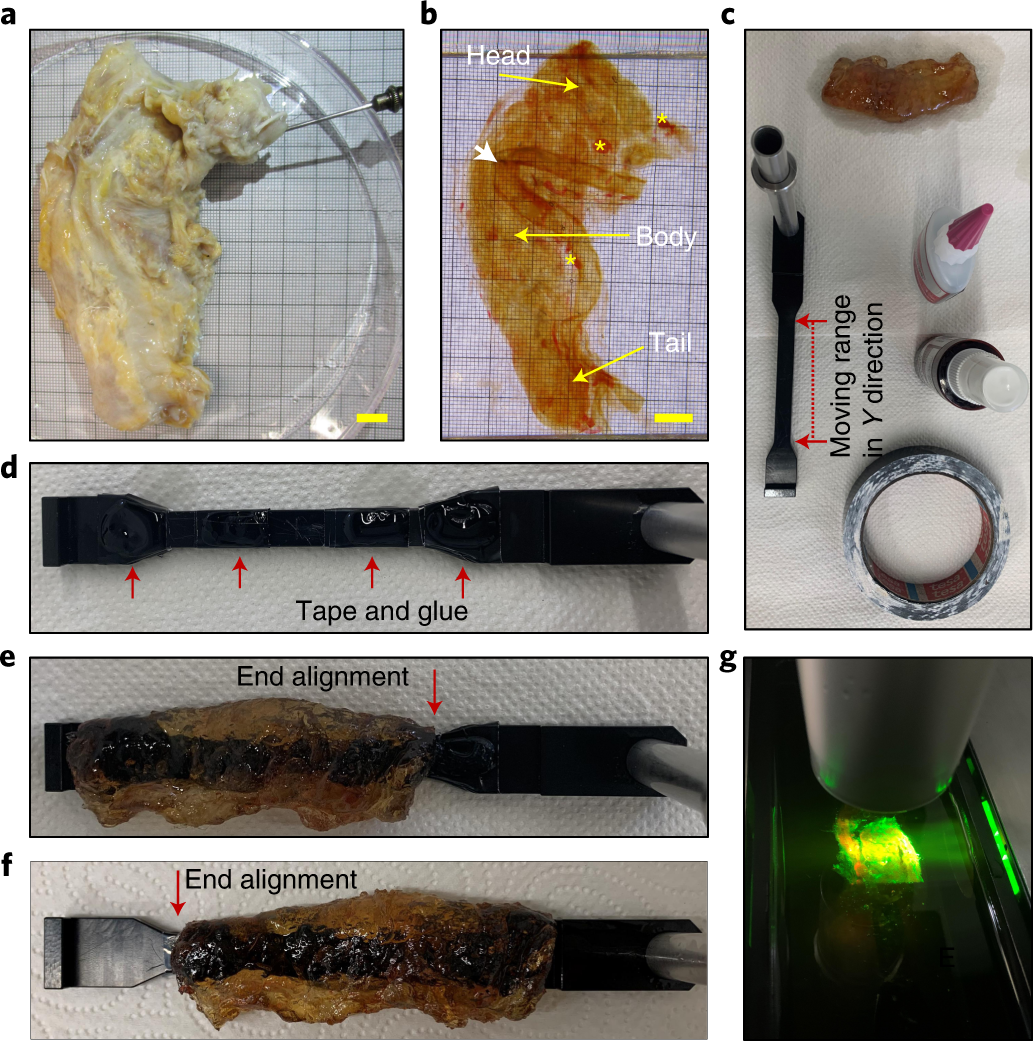 Fig. 3: Organ mounting and imaging with light-sheet microscopy.