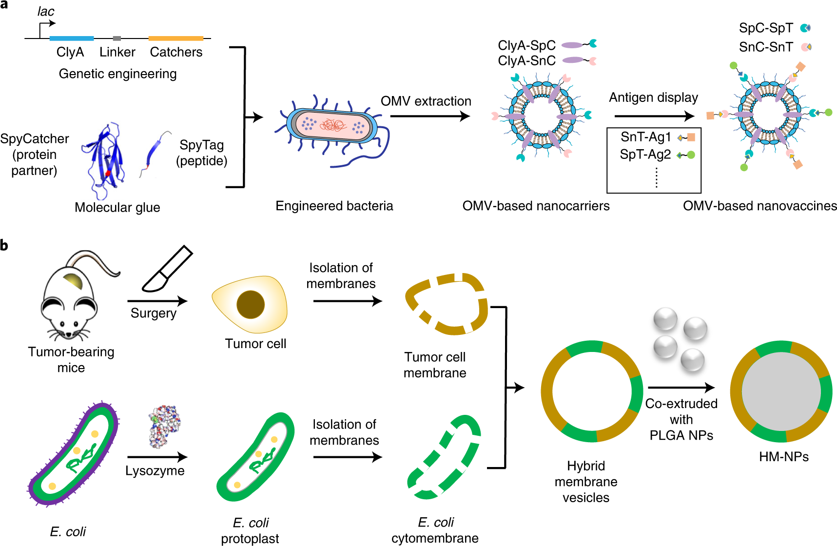 Fig. 1: Preparation of OMV- and HM-NPs for cancer vaccines.