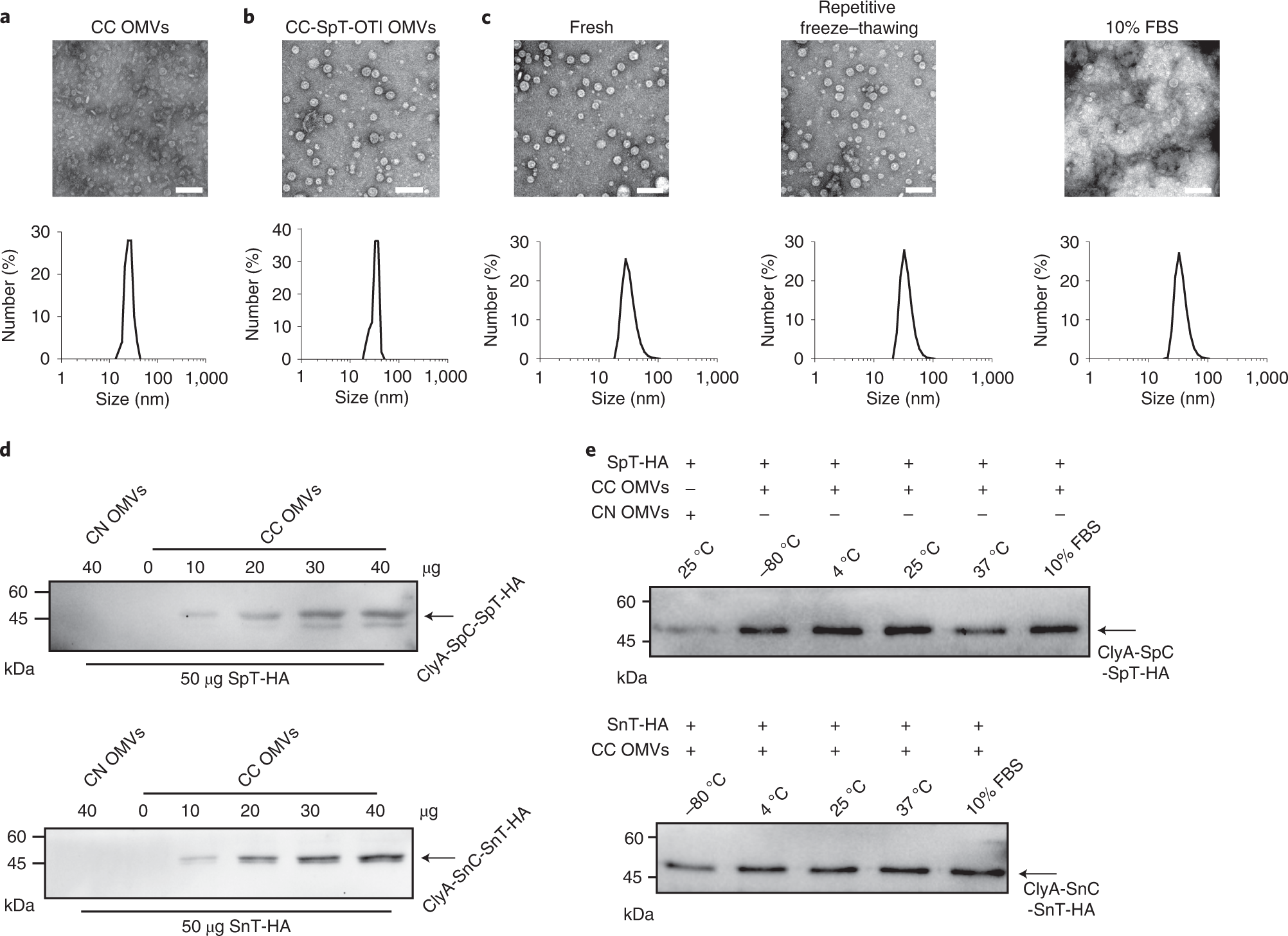 Fig. 2: Characterization of OMV-based nanovaccines.