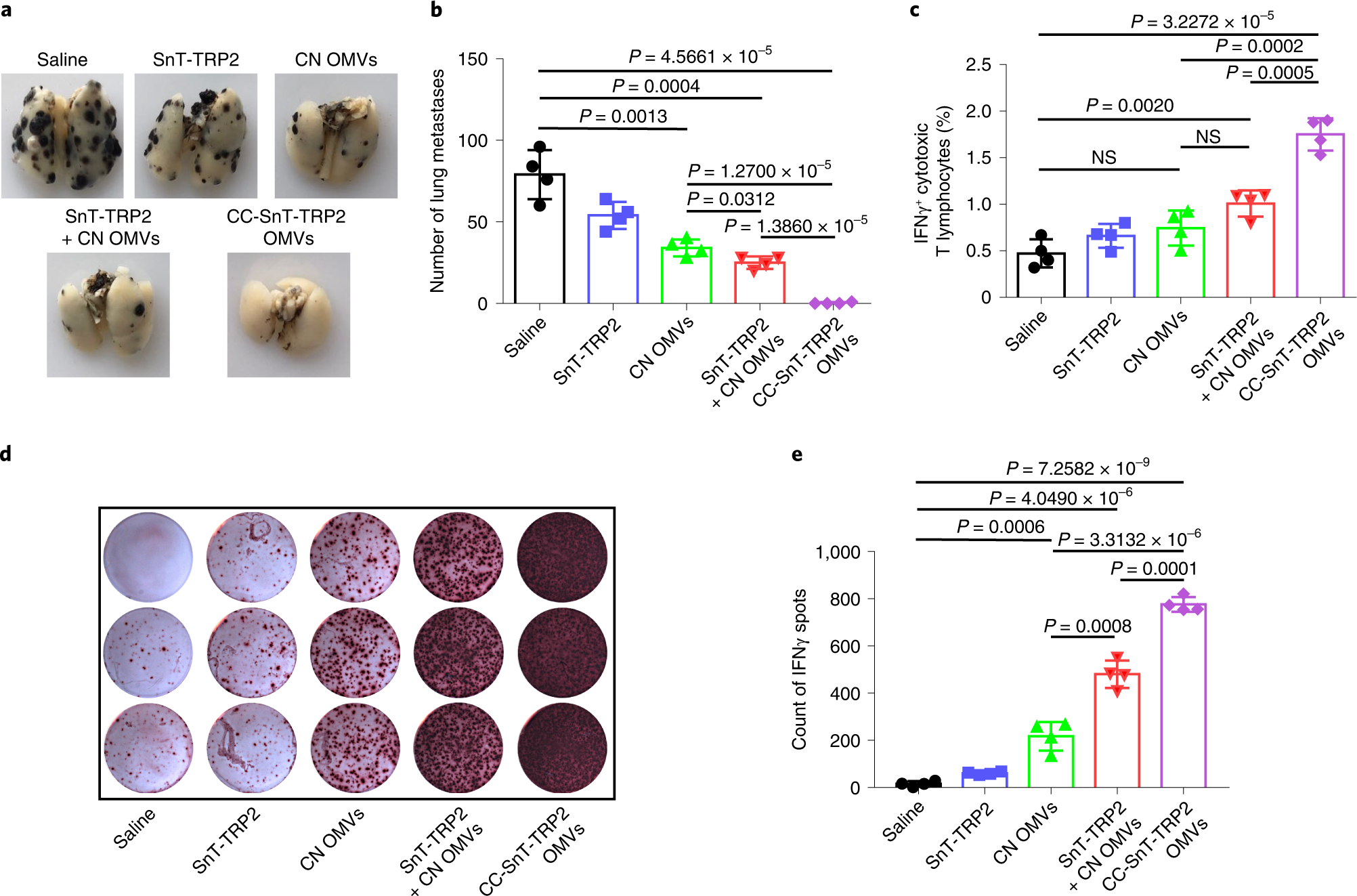 Fig. 4: Evaluation of OMV-based nanovaccines displaying one tumor antigen (TRP2) in the pulmonary metastatic melanoma model.