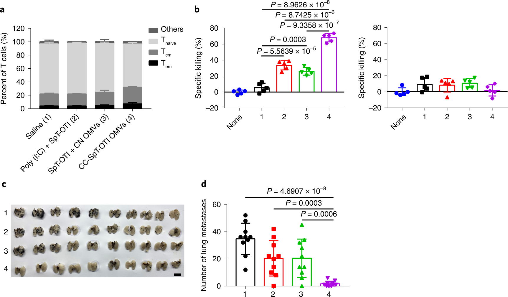 Fig. 7: Evaluation of long-term immune memory elicited by OMV-based nanovaccines displaying model antigen OTI.