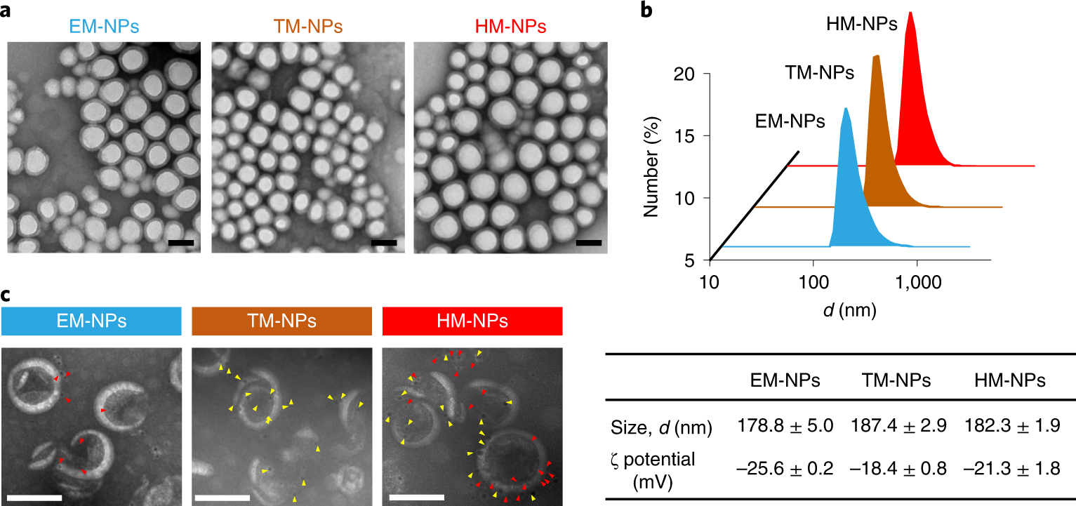 Fig. 8: Characterization of the HM-NPs.