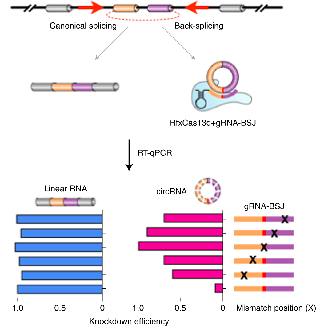 Fig. 1: Strategy of the circRNA knockdown by RfxCas13d.