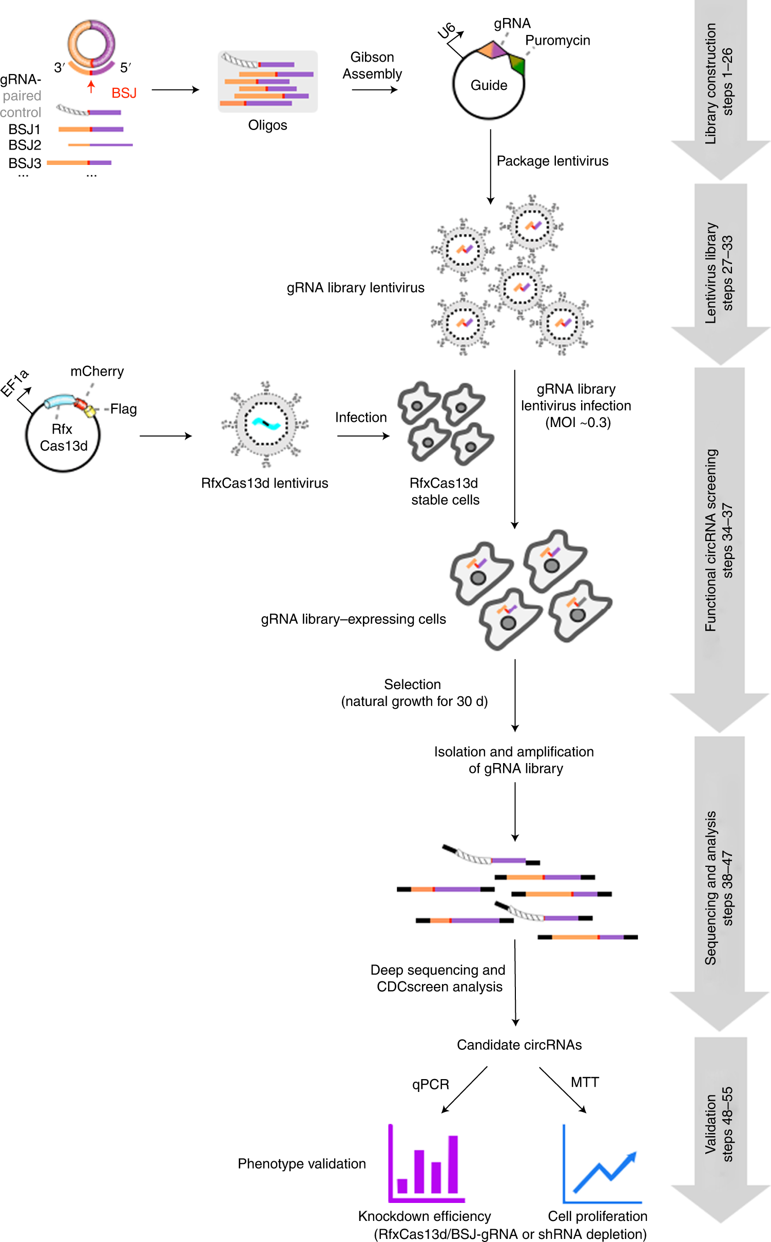 Fig. 2: Overview of the experimental procedure.