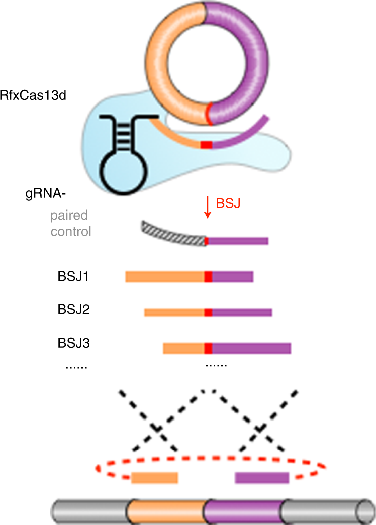 Fig. 3: Strategy of the BSJ-gRNA library design.