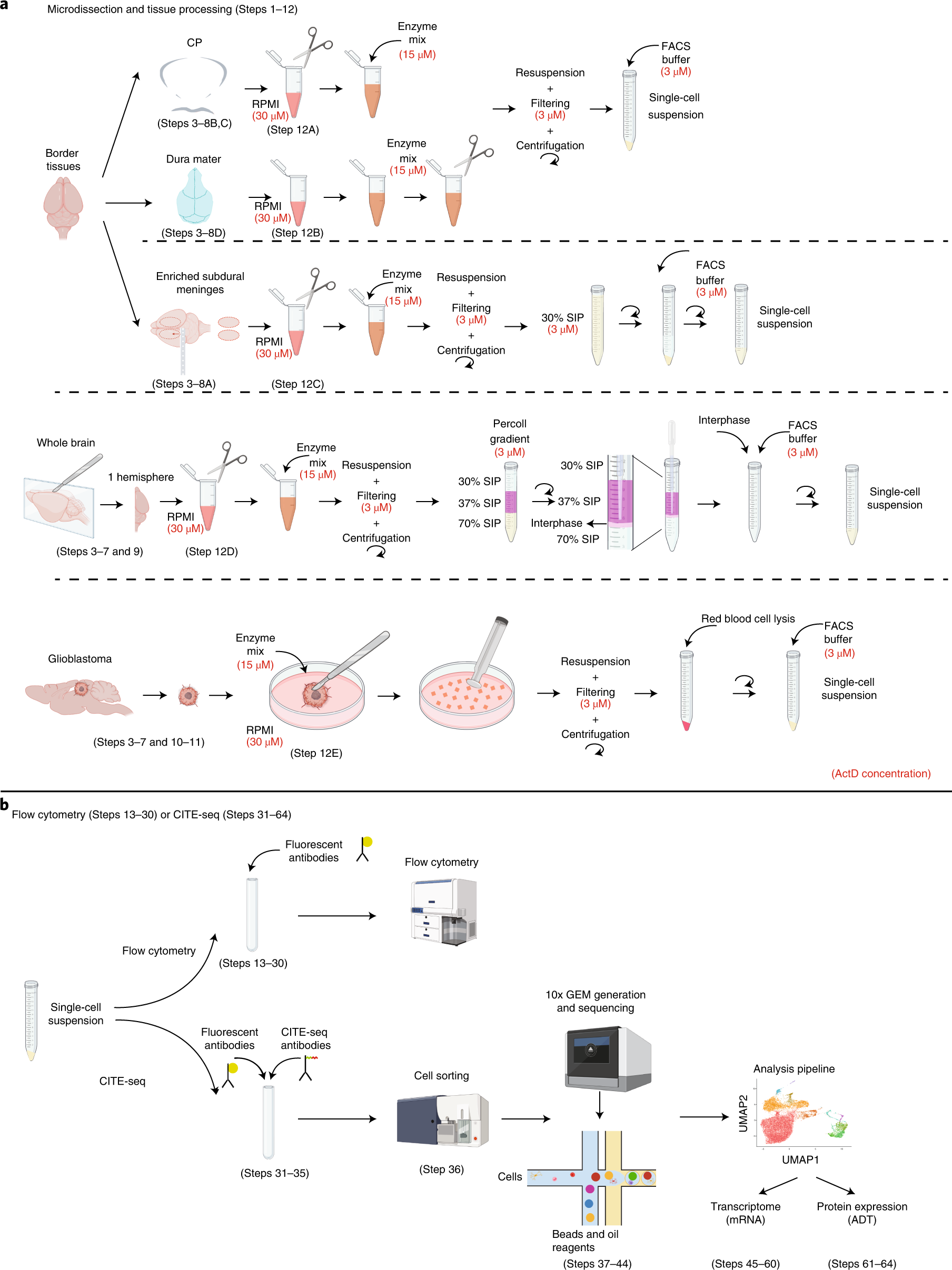Fig. 1: Schematic overview of the protocol.