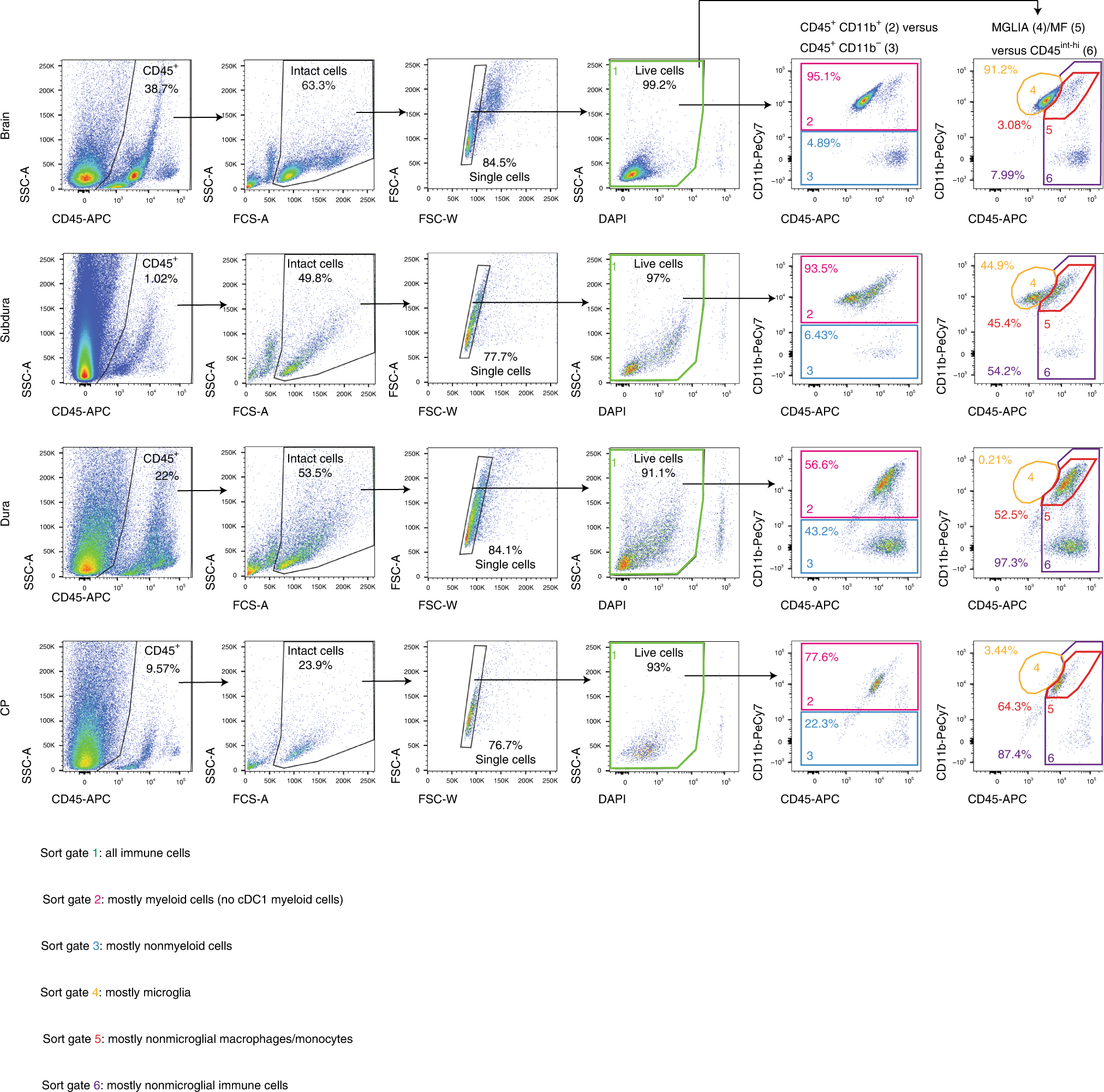 Fig. 3: Sorting of brain immune cells for single-cell sequencing.