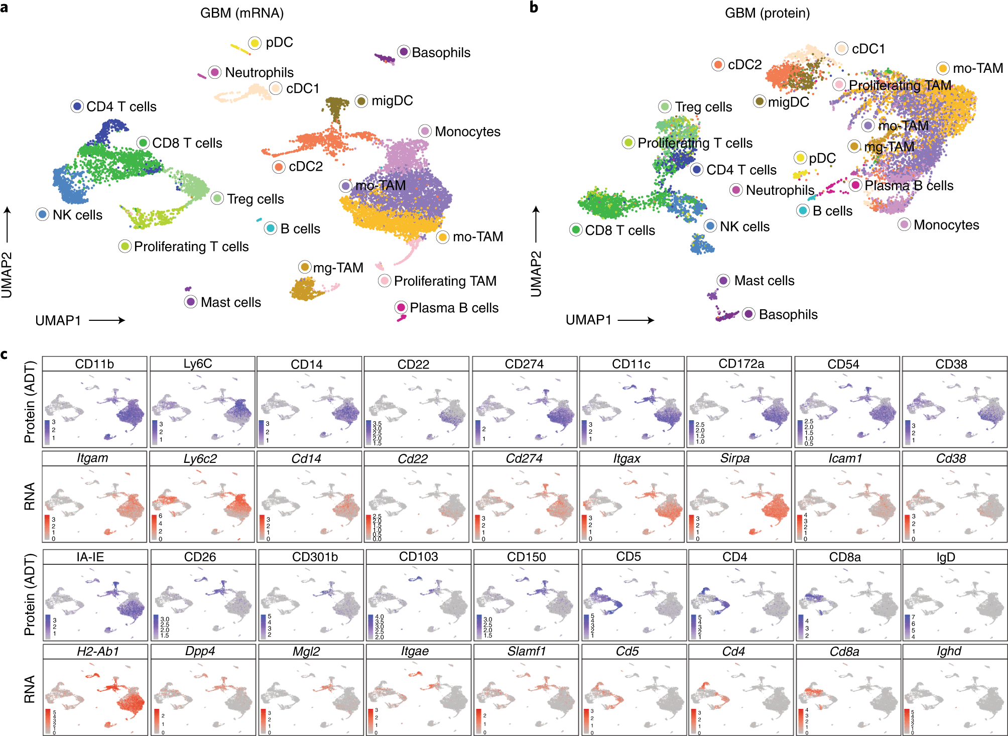 Fig. 5: CITE-seq analysis of GL261 tumor-infiltrating immune cells.