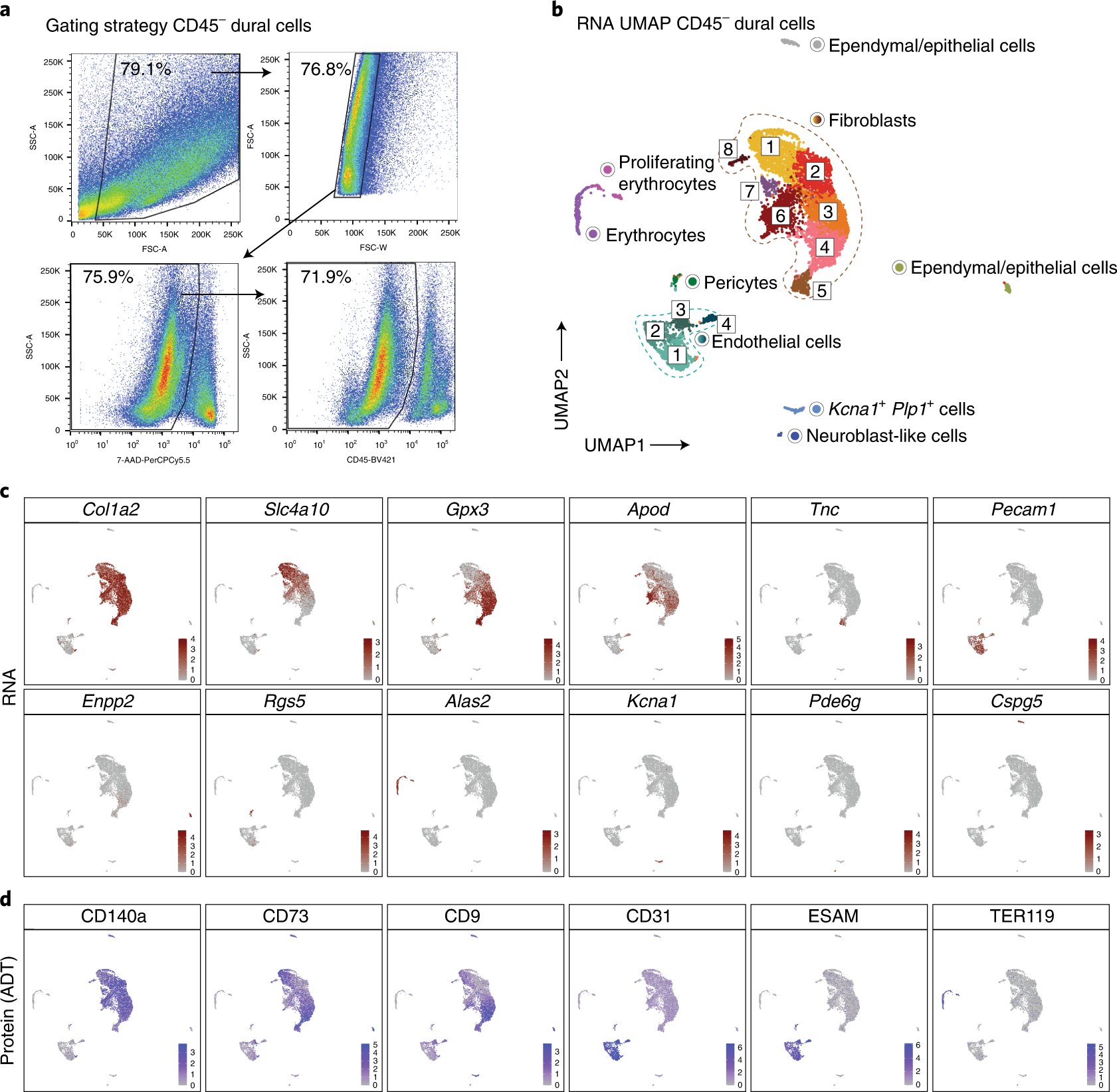 Fig. 6: CITE-seq analysis of CD45- dura mater cells.
