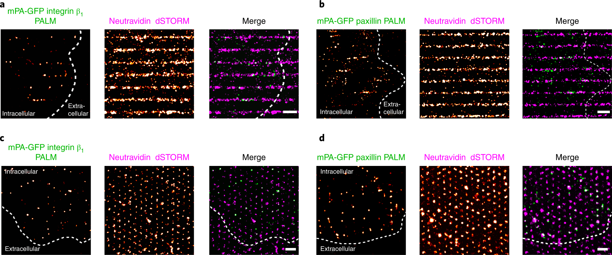 Fig. 10: Reconstructed PALM and dSTORM super-resolution images.