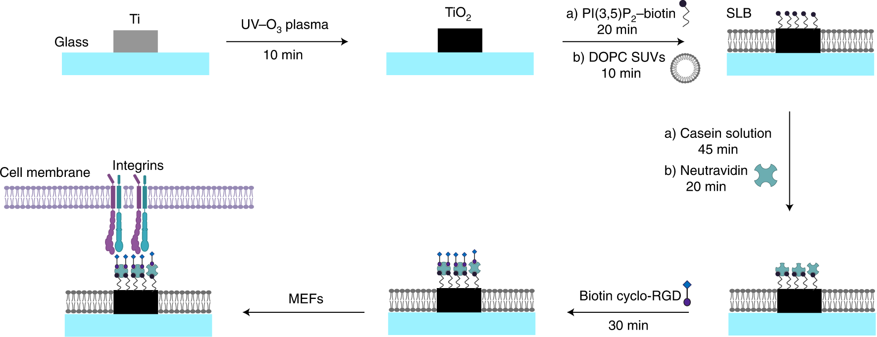 Fig. 2: Functionalization of Ti substrates with cyclo-RGD and passivation of surrounding glass with supported lipid bilayers (SLBs).