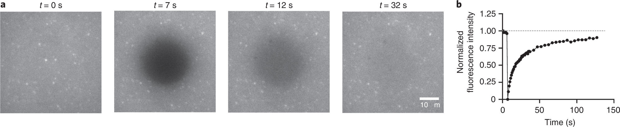 Fig. 4: FRAP to test fluidic nature of SLBs formed.