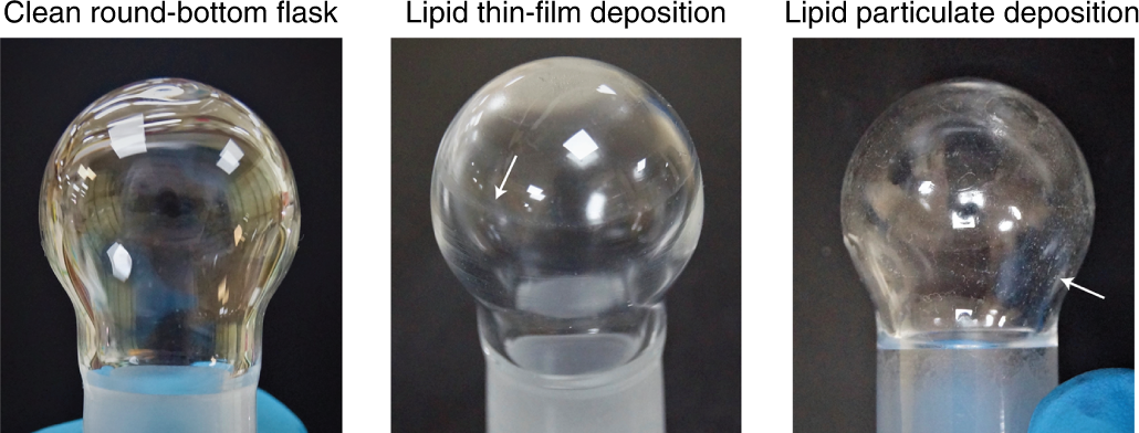 Fig. 5: Lipid thin-film deposition in round bottom flask.