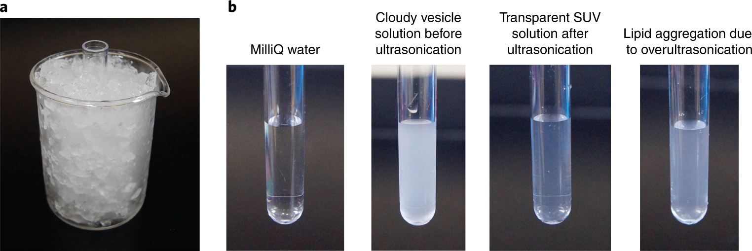 Fig. 6: Ultrasonication steps for obtaining SUV solution.