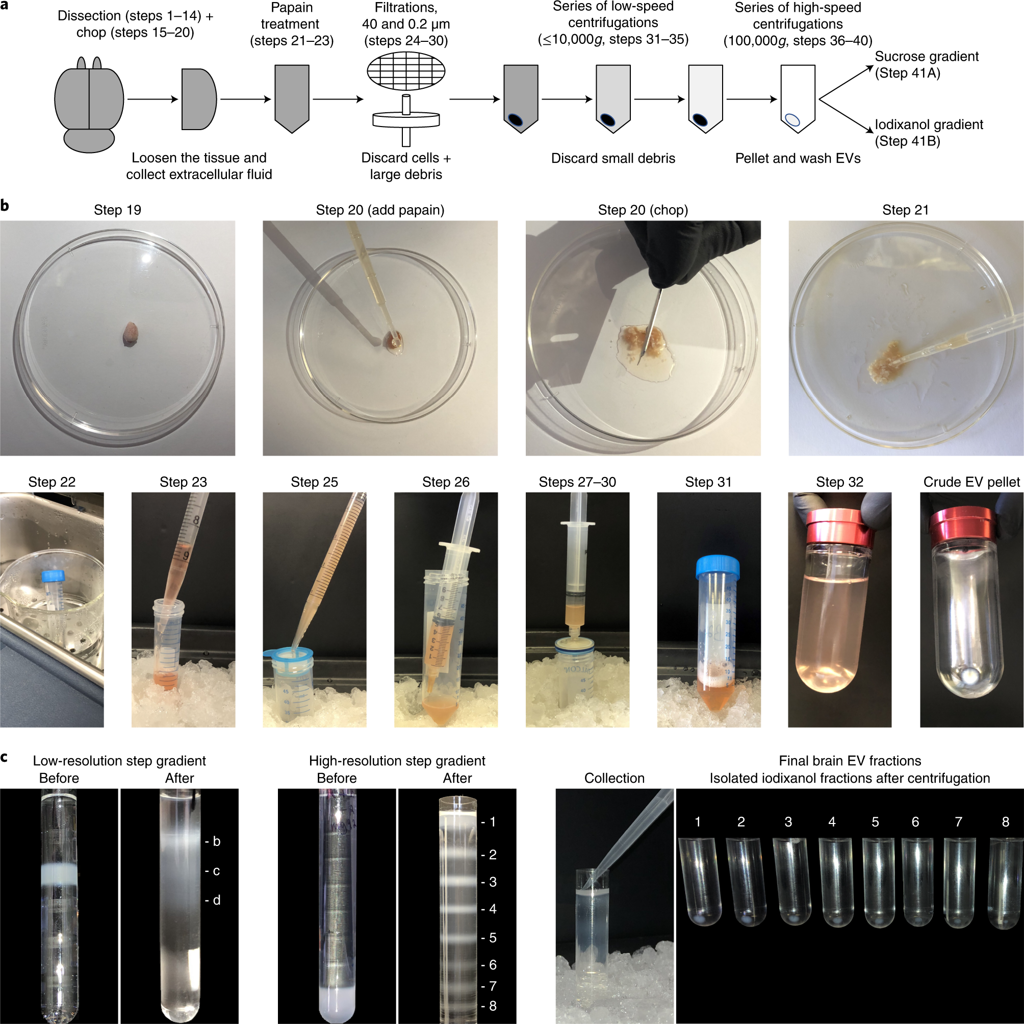 Fig. 1: Overview of the procedure used to isolate brain EV subpopulations.
