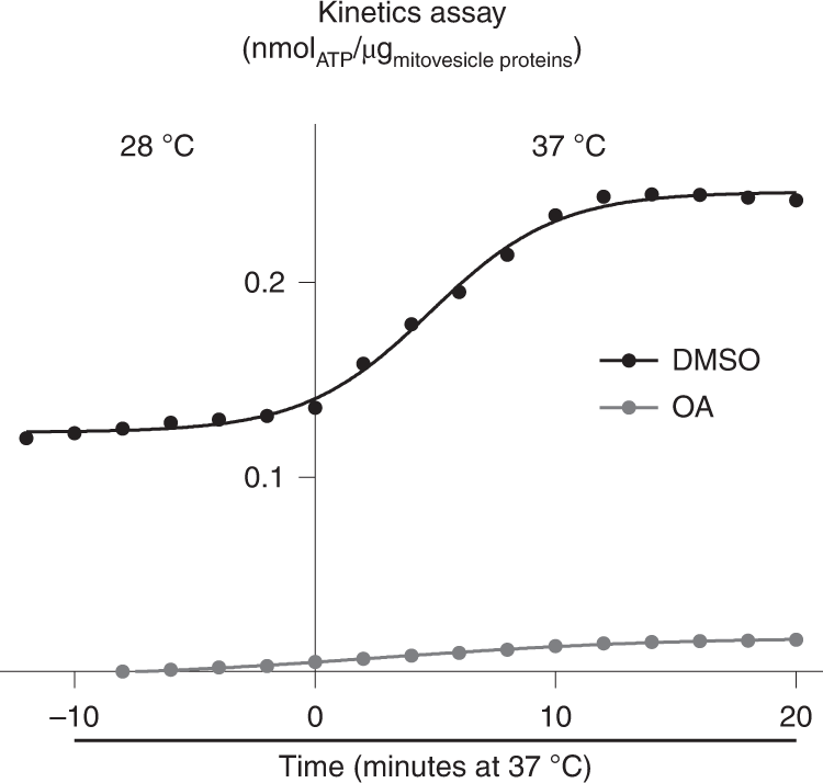 Fig. 5: Mitovesicles kept at 37 °C produce ATP through the electron transport chain.