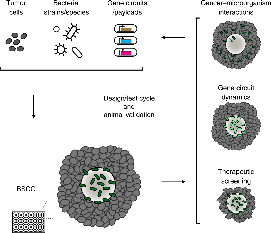 Fig. 1: BSCC system to evaluate microbial cancer interactions and therapies.