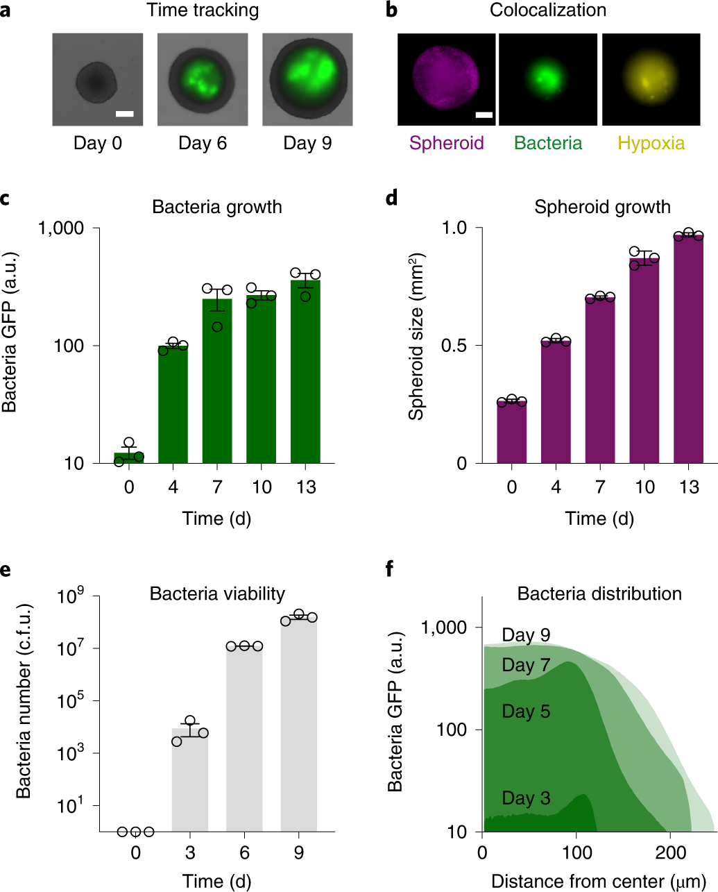 Fig. 5: Characterization of bacteria and tumor spheroids in coculture.