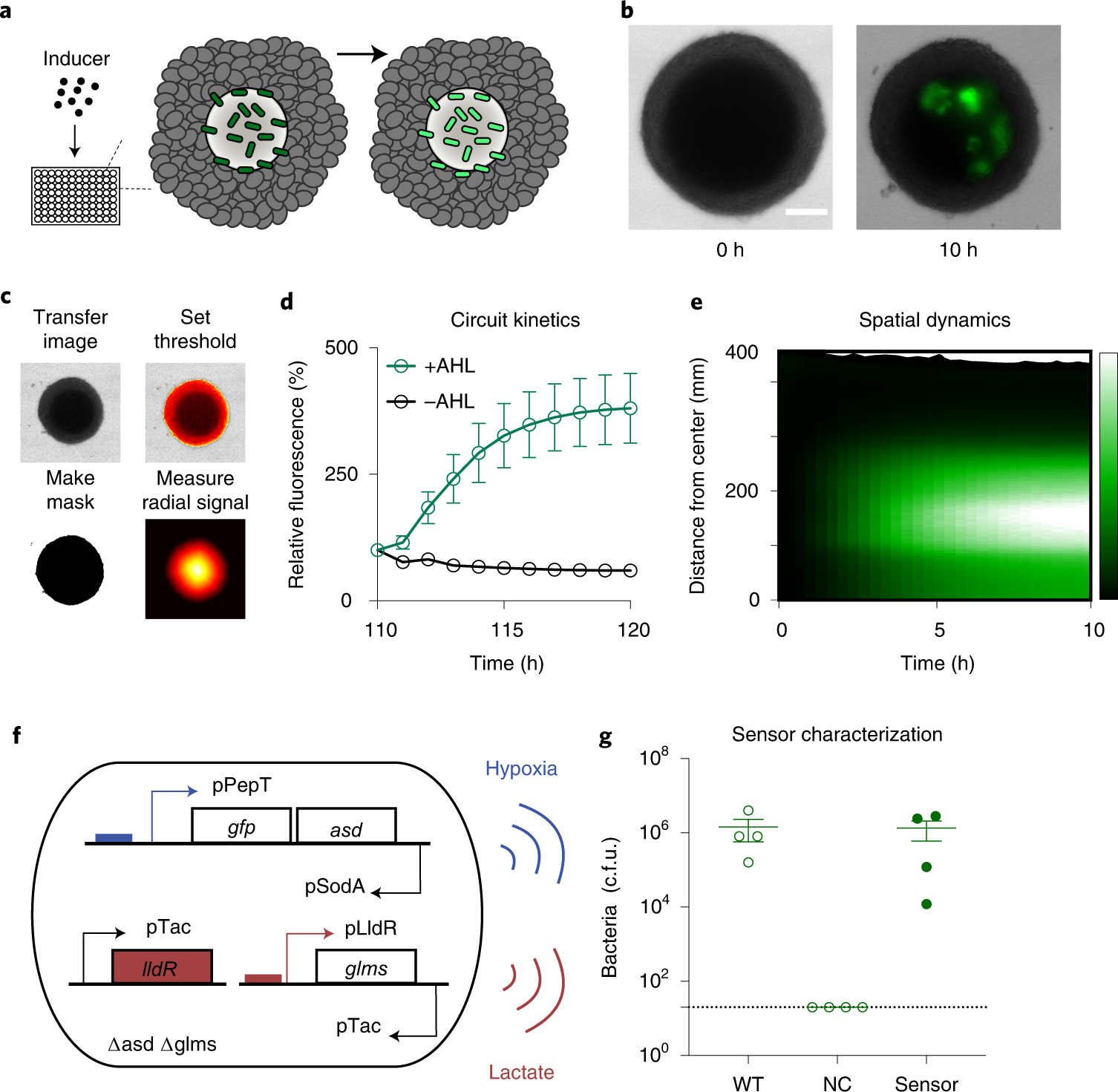 Fig. 6: Gene circuit performance in tumor spheroids.
