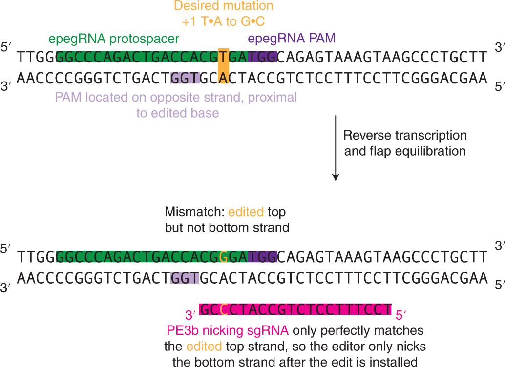 Designing and executing prime editing experiments in mammalian cells ...