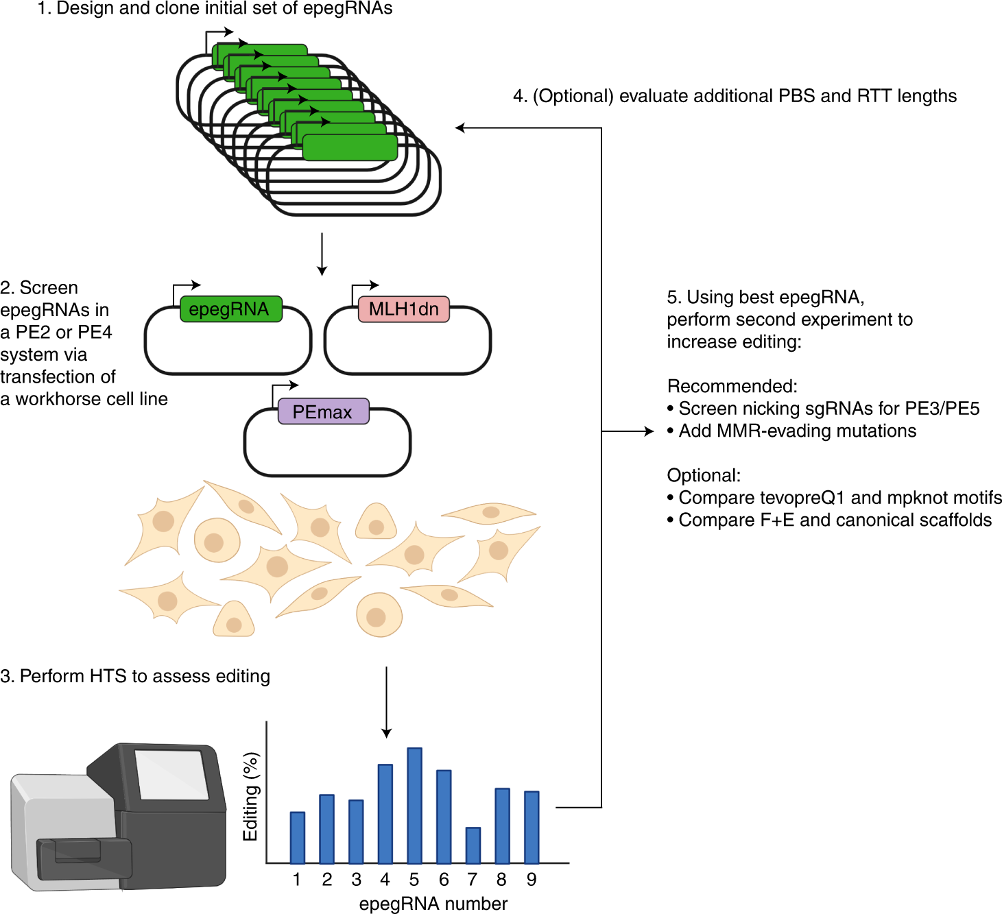 Designing and executing prime editing experiments in mammalian cells ...