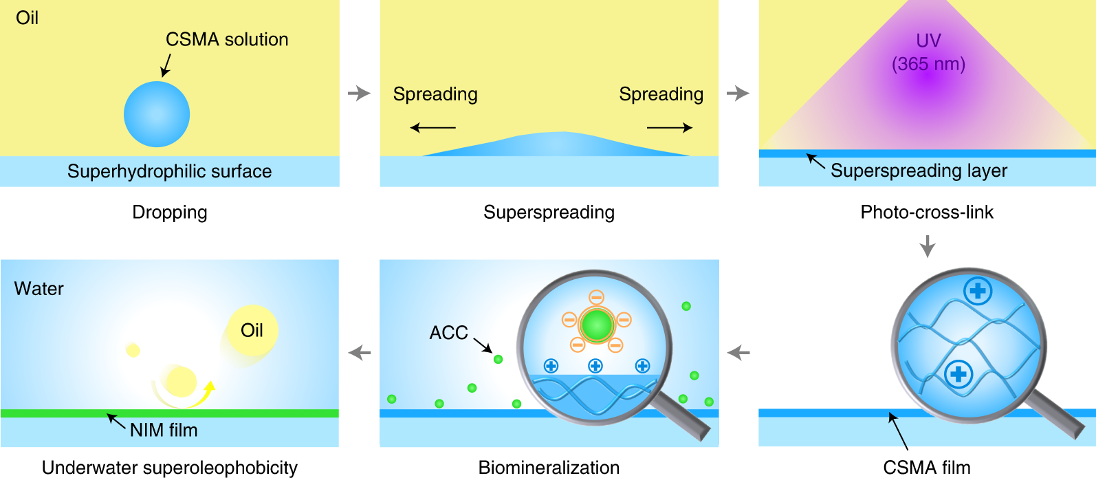 Fig. 1: Schematic of the fabrication procedure of the nacre-inspired mineralized (NIM) film based on superspreading and biomimetic mineralization.