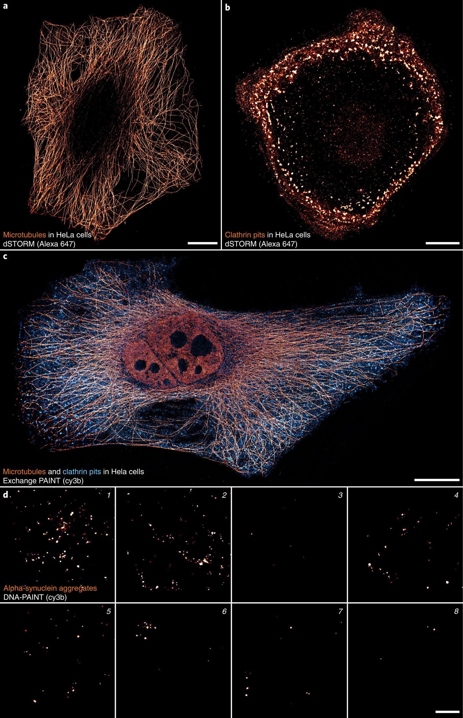 Fig. 5: Exemplary images of cellular and recombinant macromolecular complexes obtained by using NanoPro 1.0.