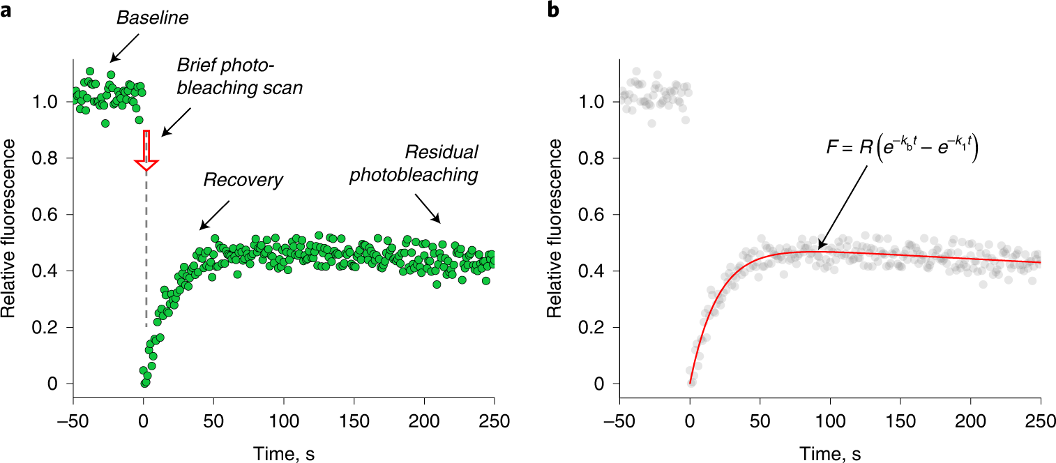 Fig. 2: Analyzing whole-cell FRAP kinetics.