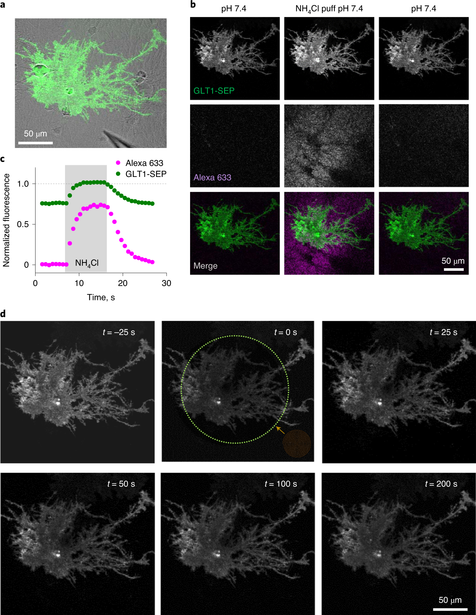 Fig. 3: A full sequence of experiments in one cell: an example.