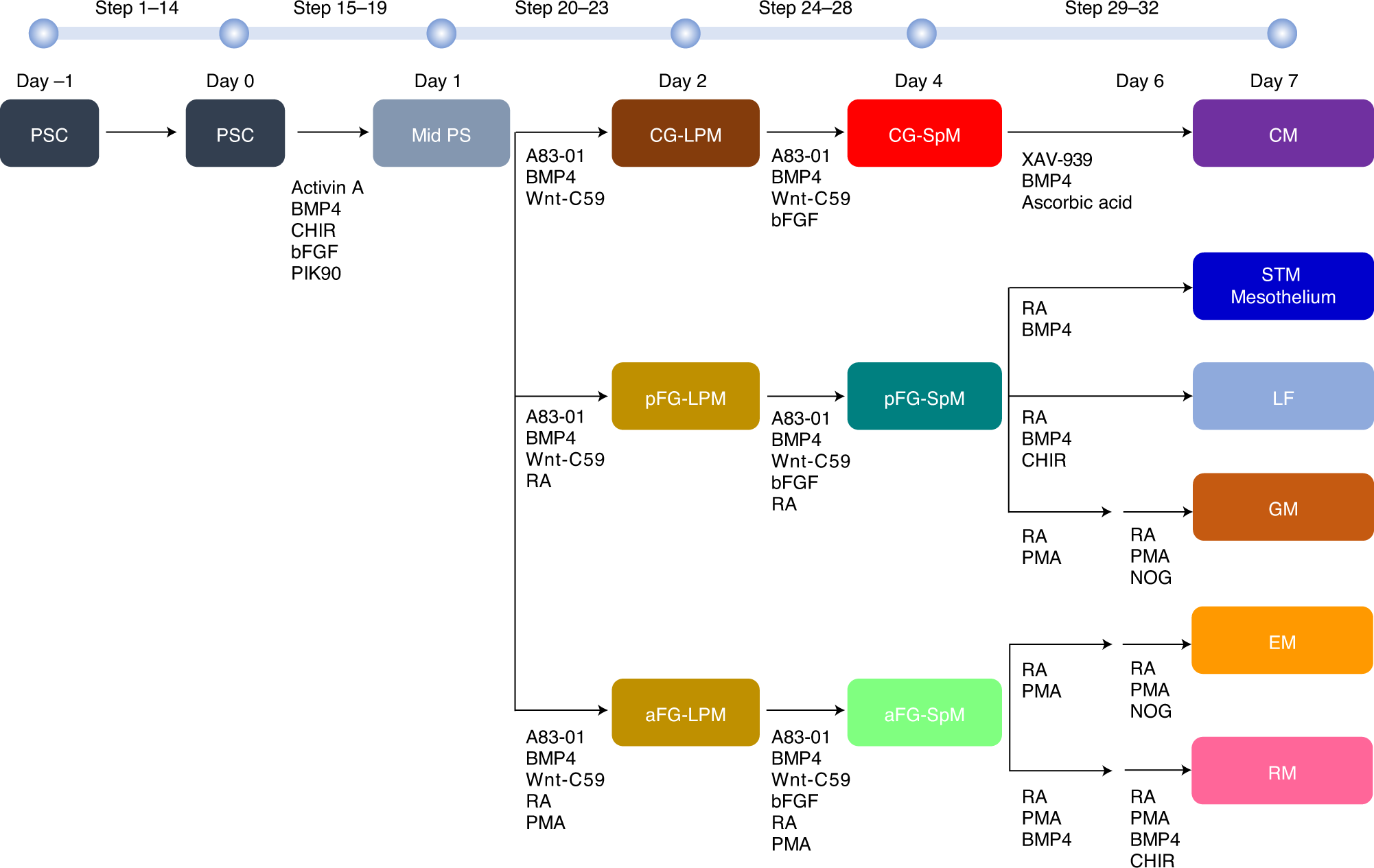Fig. 1: Schematic diagram of protocols for generating organ-specific mesenchyme from hPSCs.