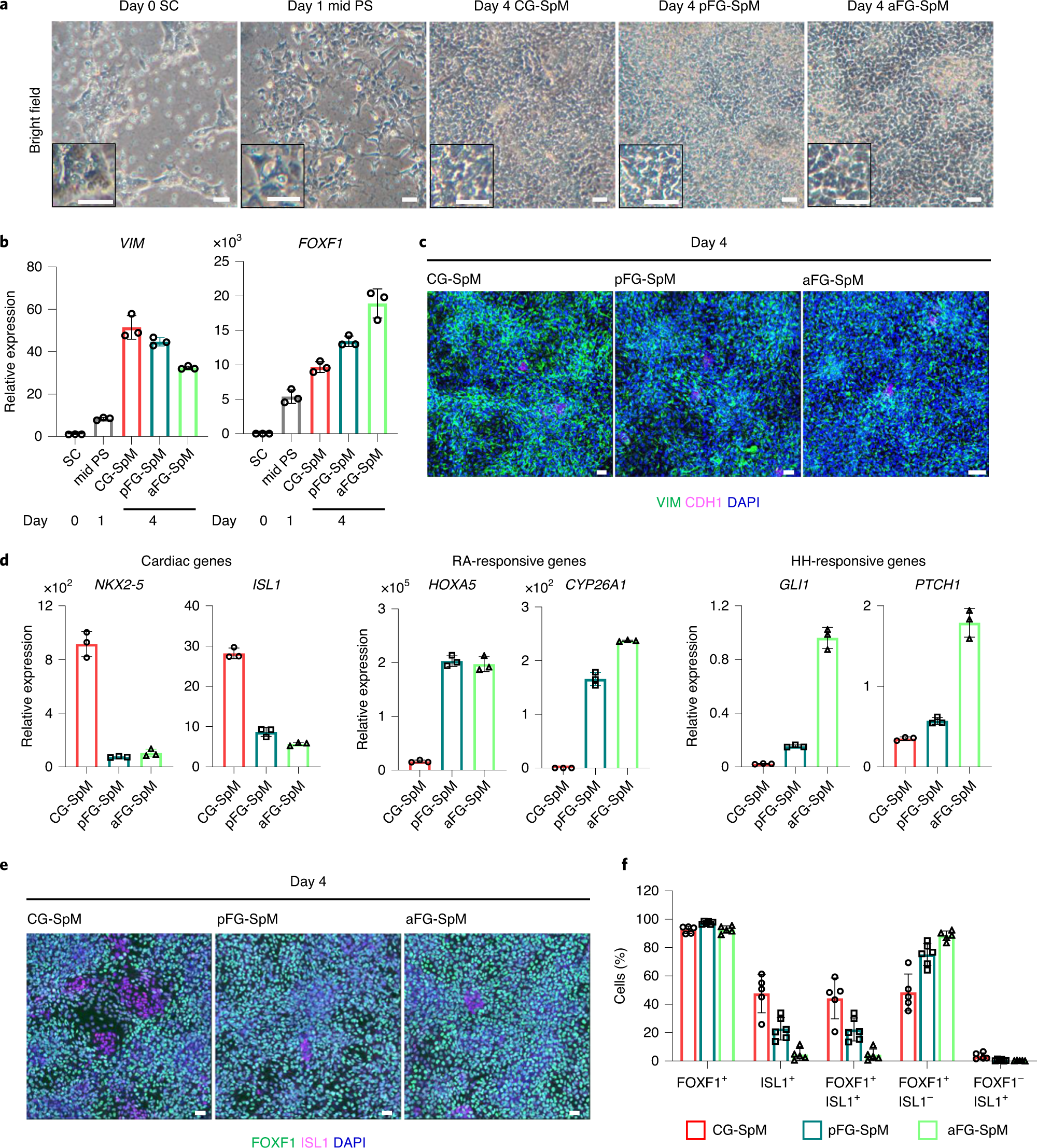 Fig. 2: hPSC differentiation to SpM subtypes.