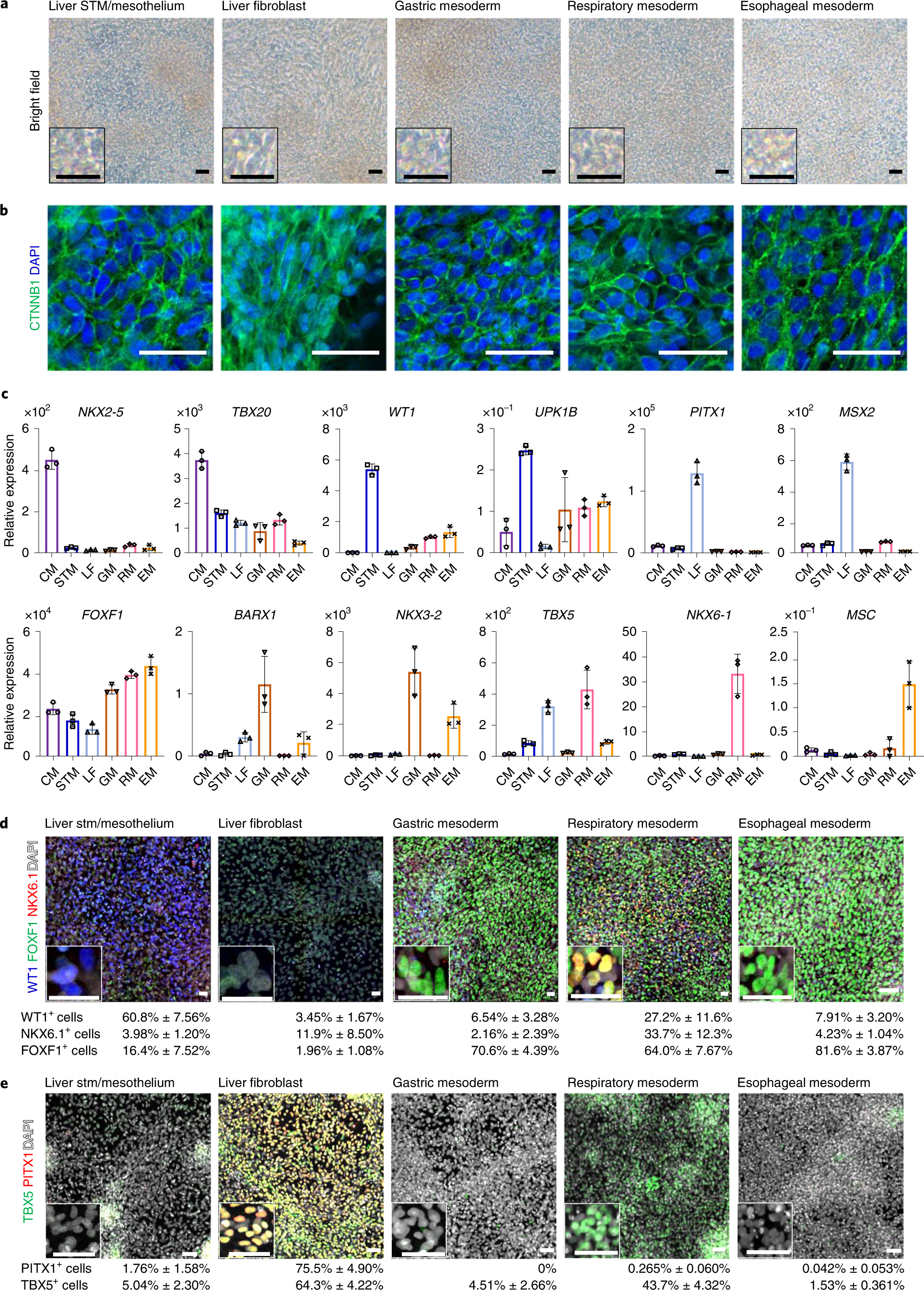 Fig. 3: Characterization of organ-specific-like mesoderm at day 7.