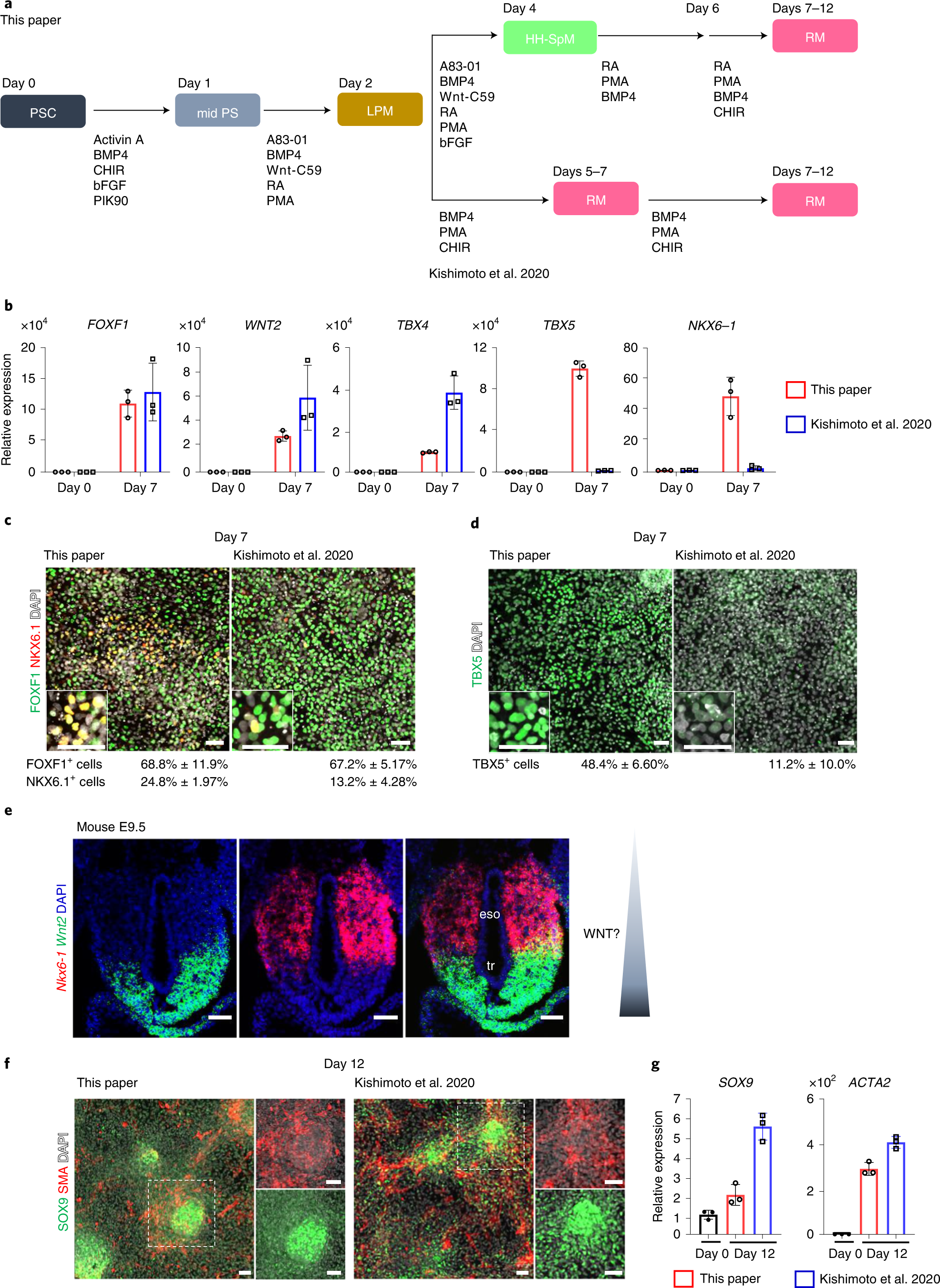 Fig. 4: Comparison of the protocols for generating trachea/lung-like mesoderm.