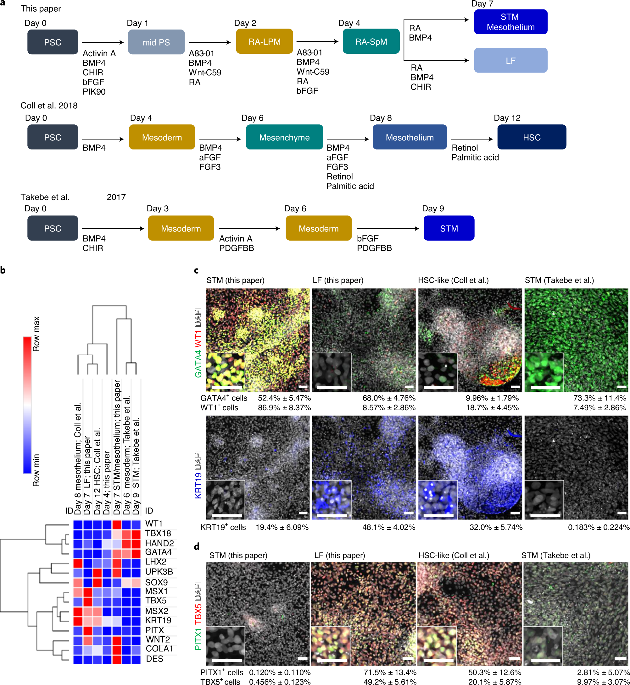 Fig. 5: Comparison of the protocols for generating liver-like mesoderm.