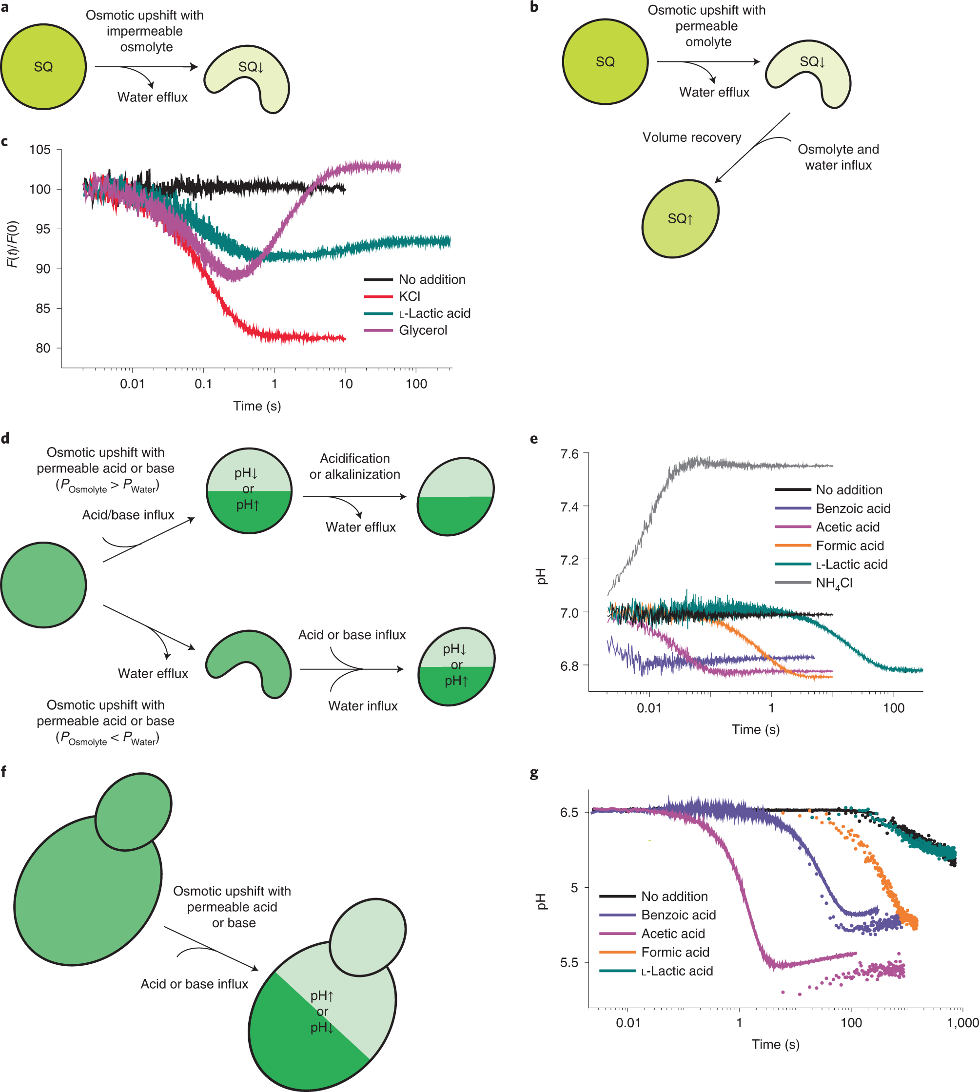 Fig. 1: Schematic representation of the effect of osmotic upshift on lipid vesicles and cells.